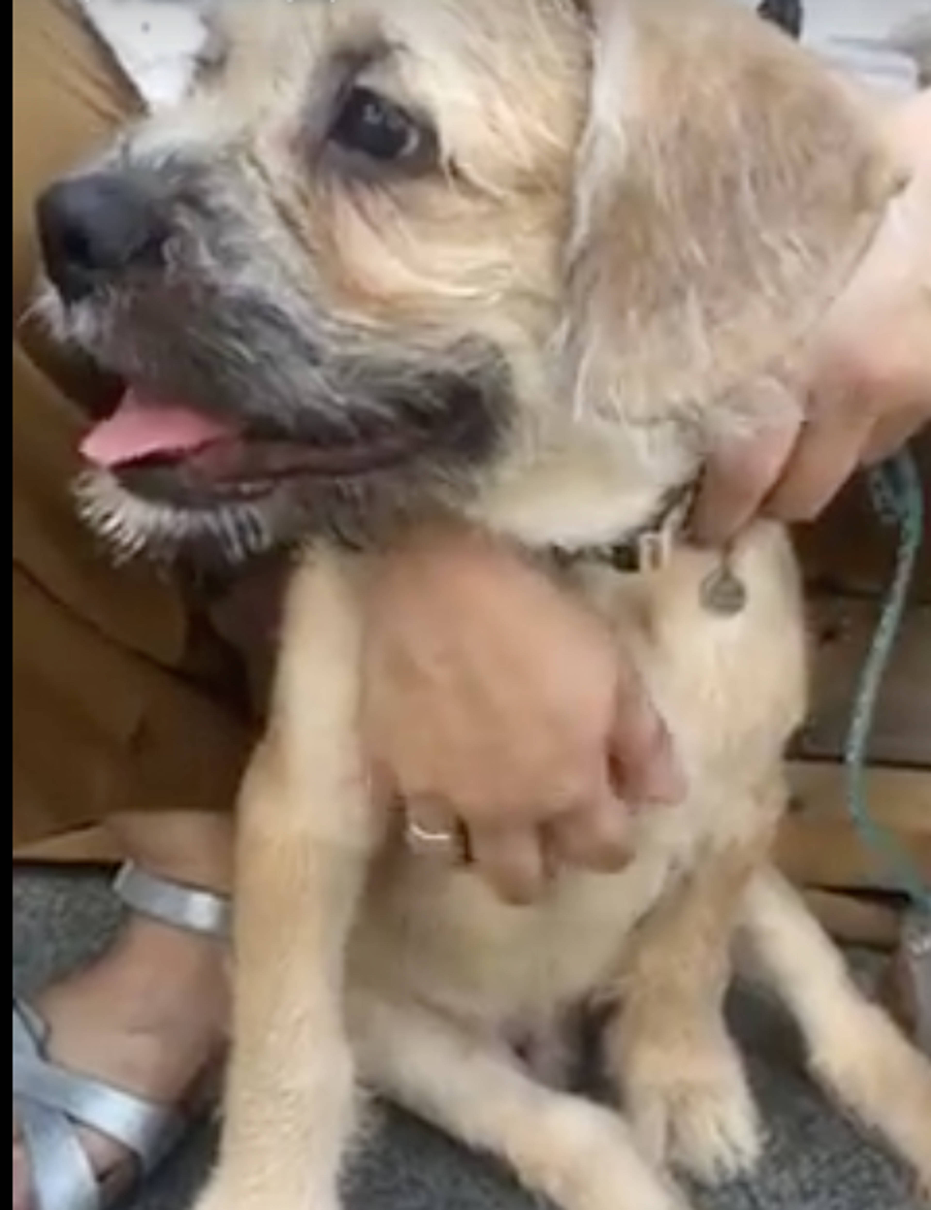 雑種（ミックス犬）・オスの里親募集の写真