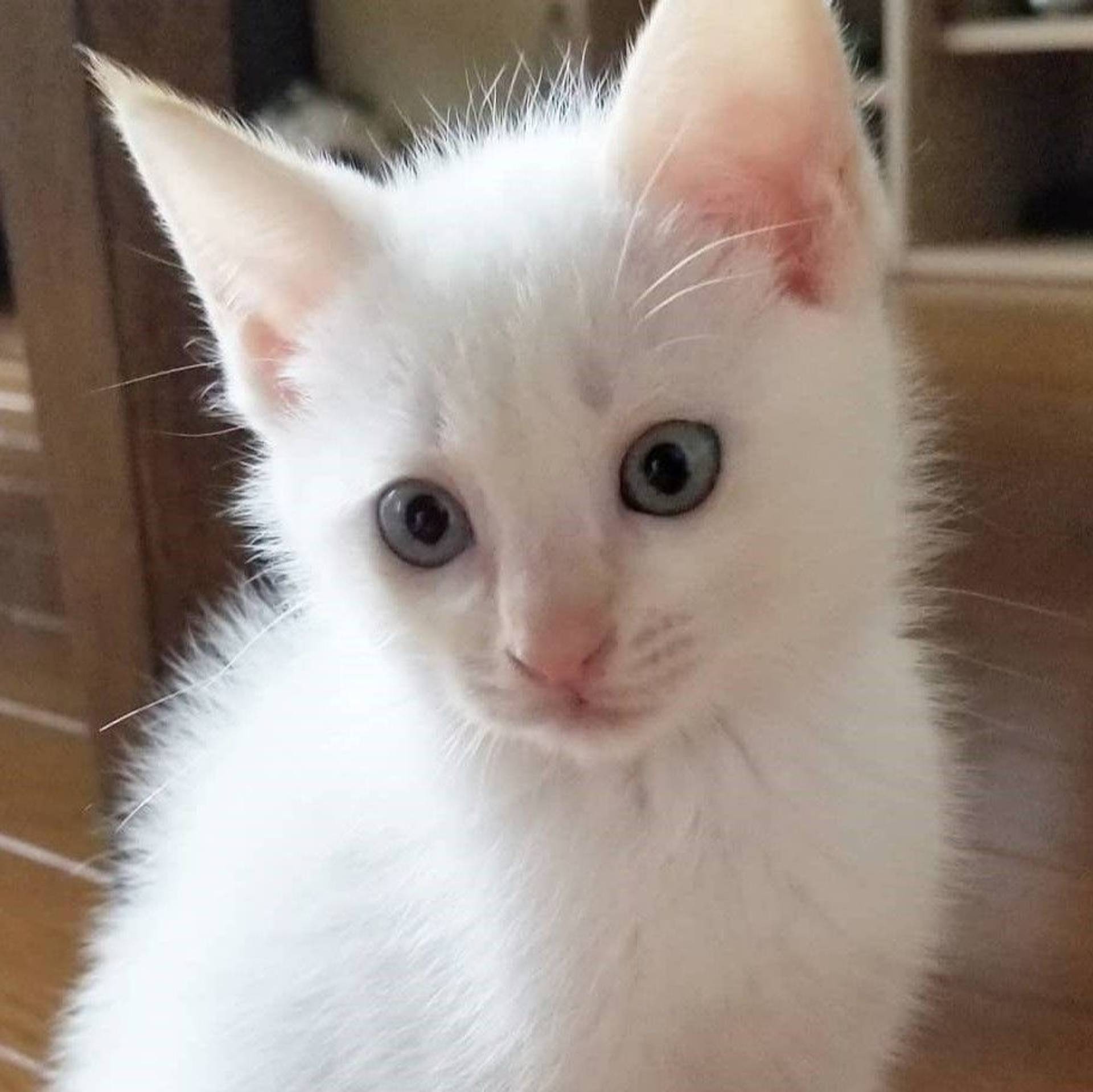 雑種（ミックス猫）・オスの里親募集の写真