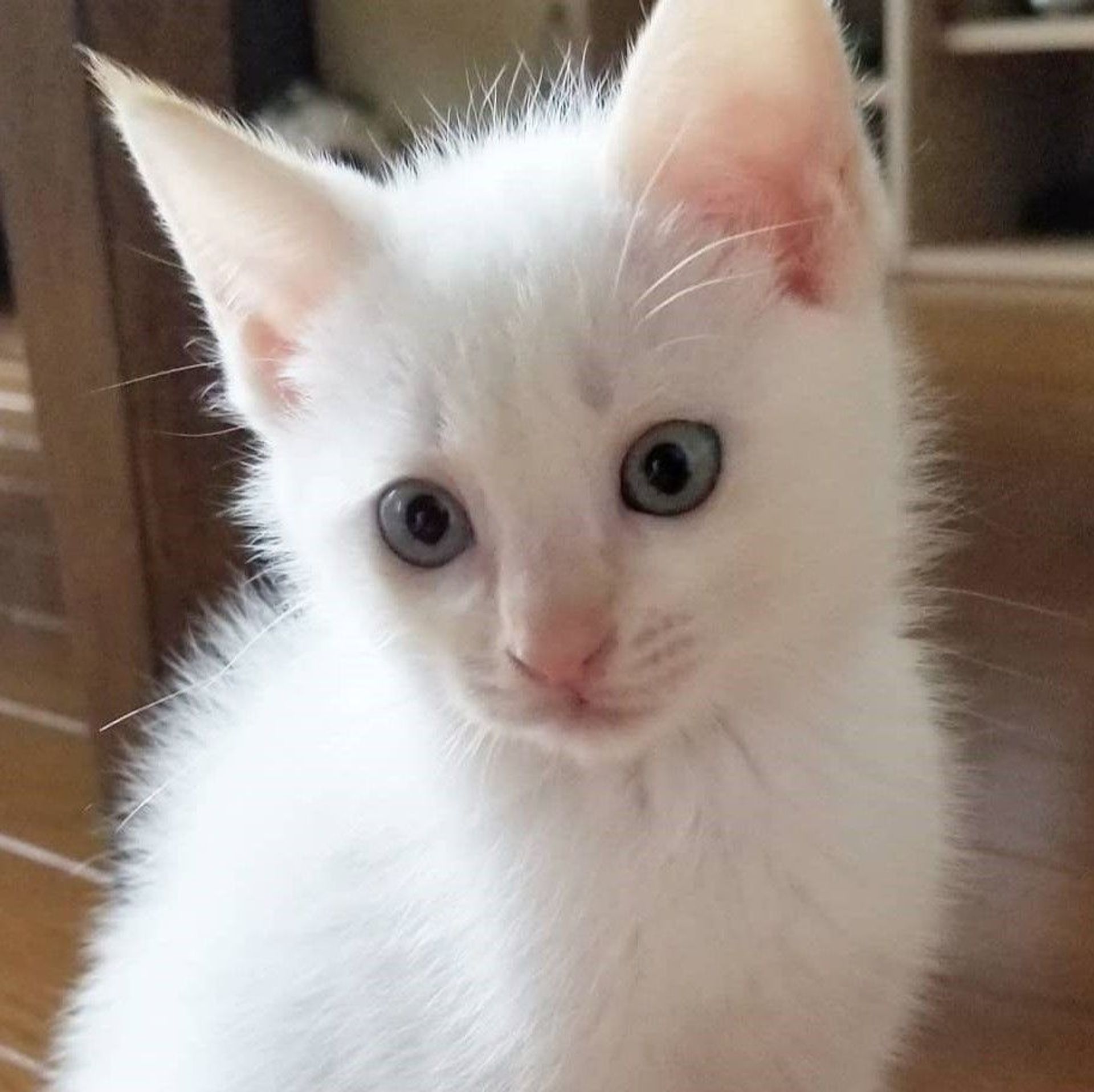 雑種（ミックス猫）・オスの里親募集の写真