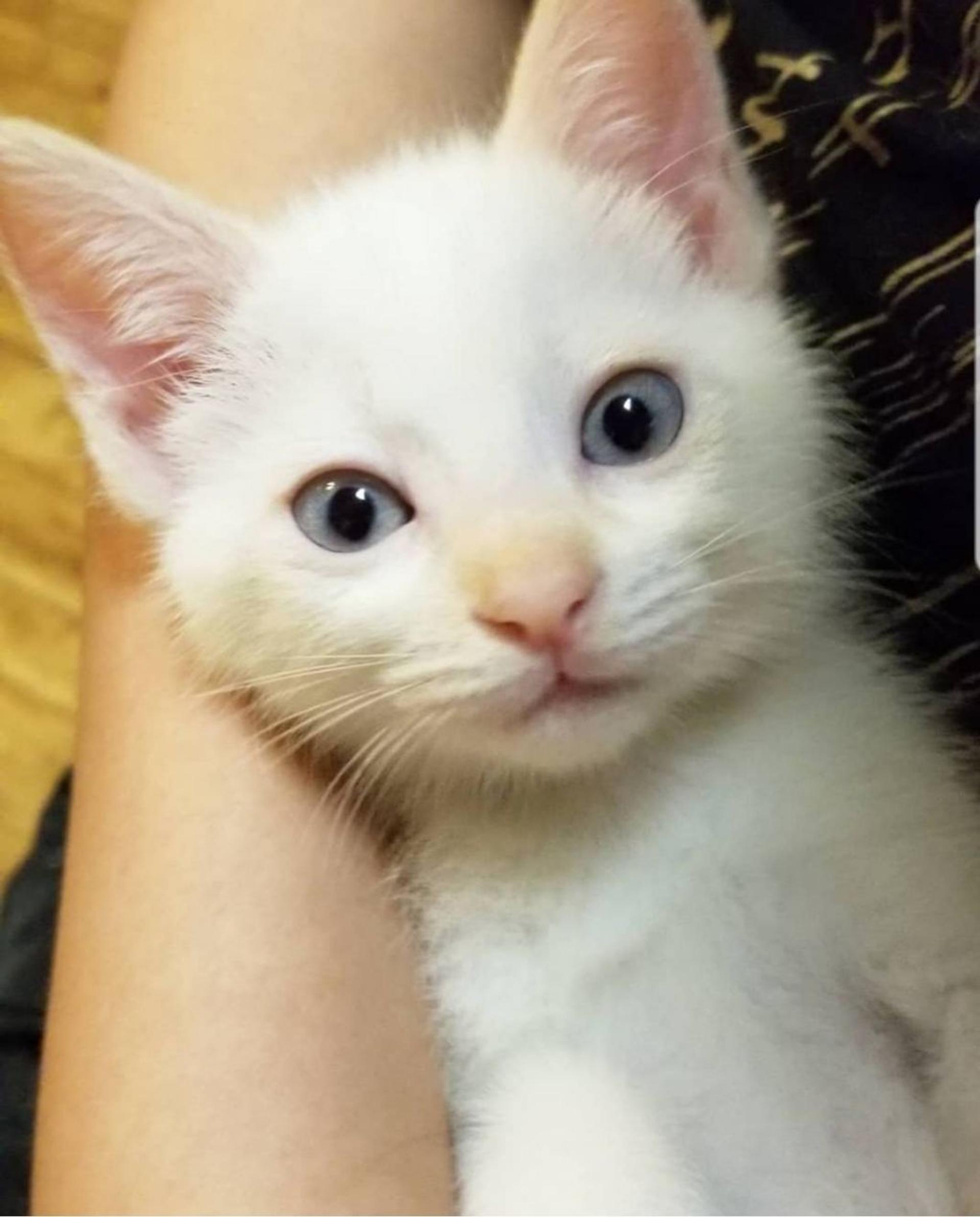 pet-image-3