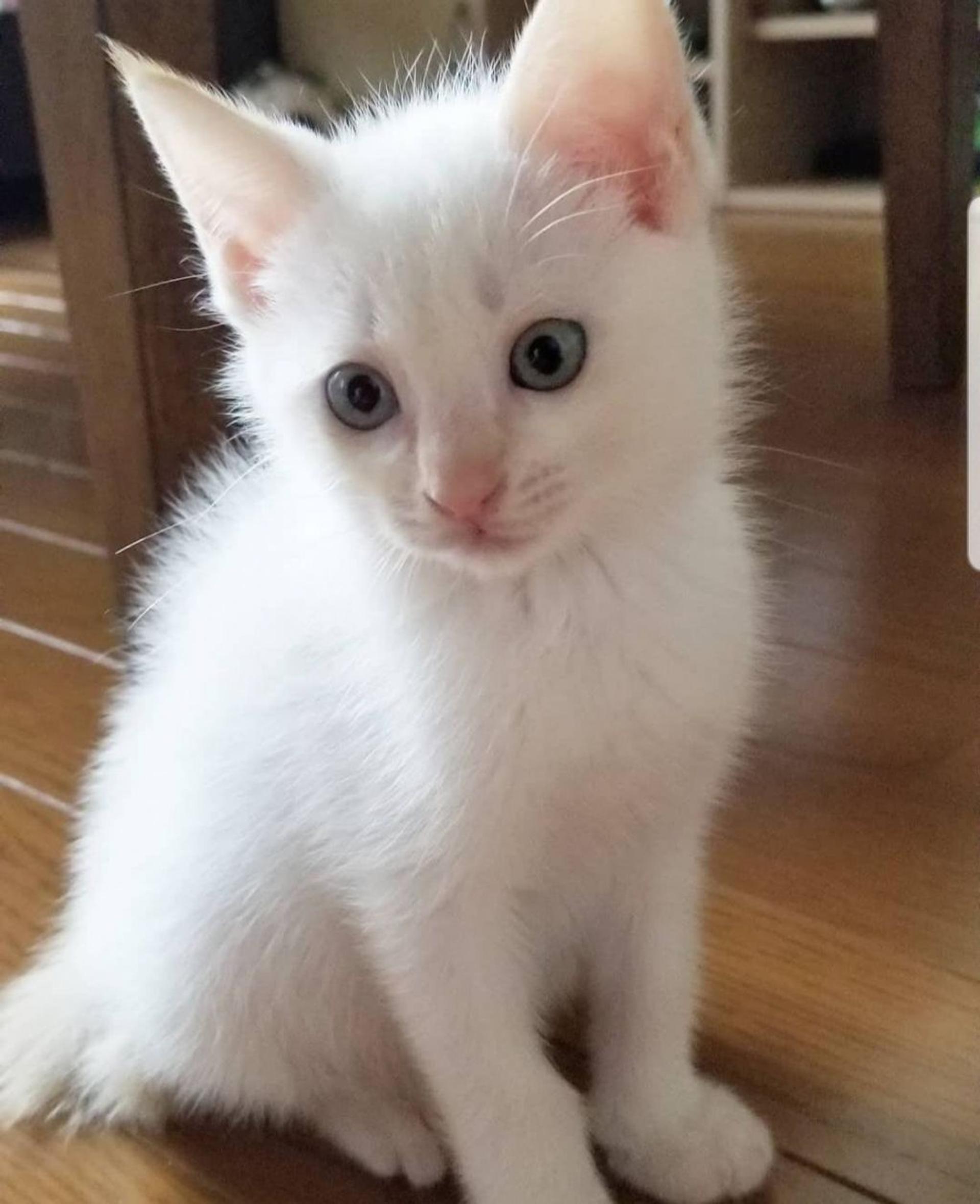 pet-image-5