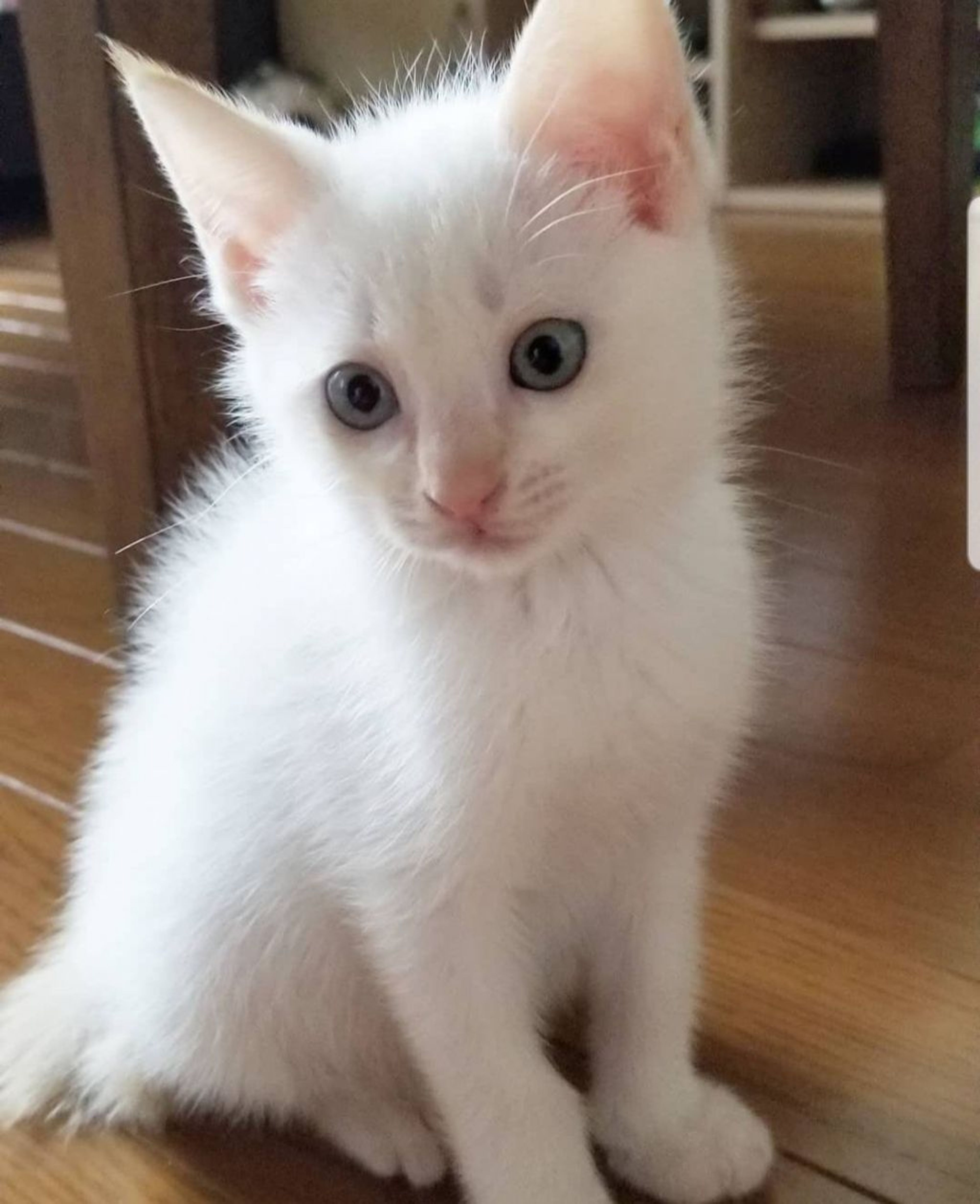 pet-image-5