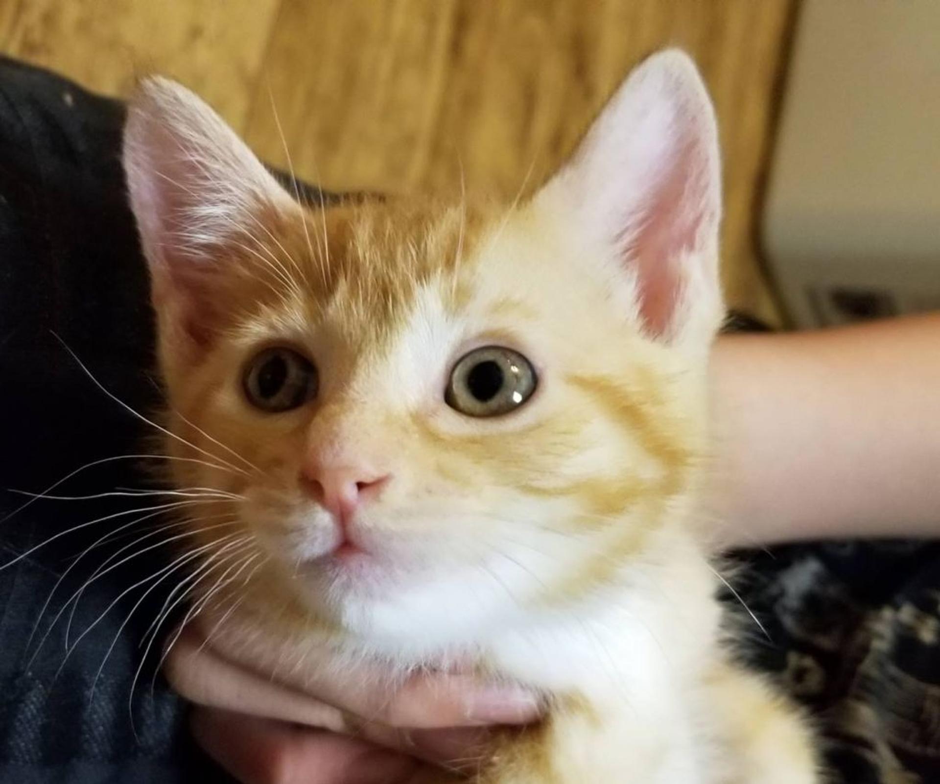 pet-image-2