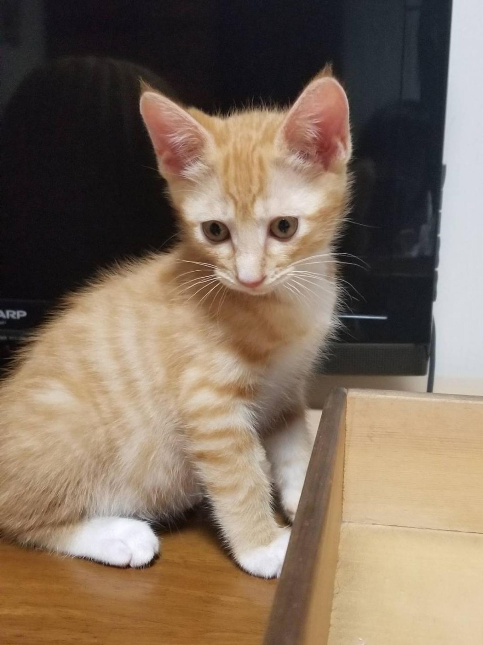 pet-image-4