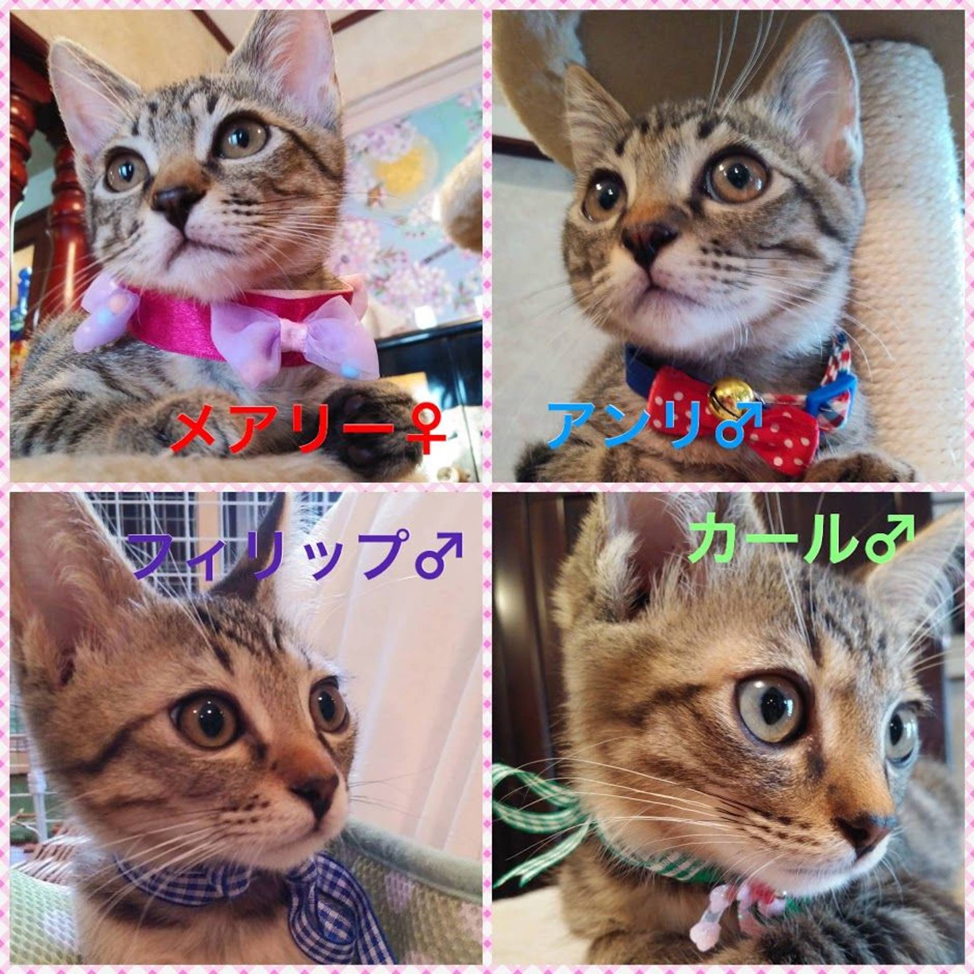 雑種（ミックス猫）・オスの里親募集の写真