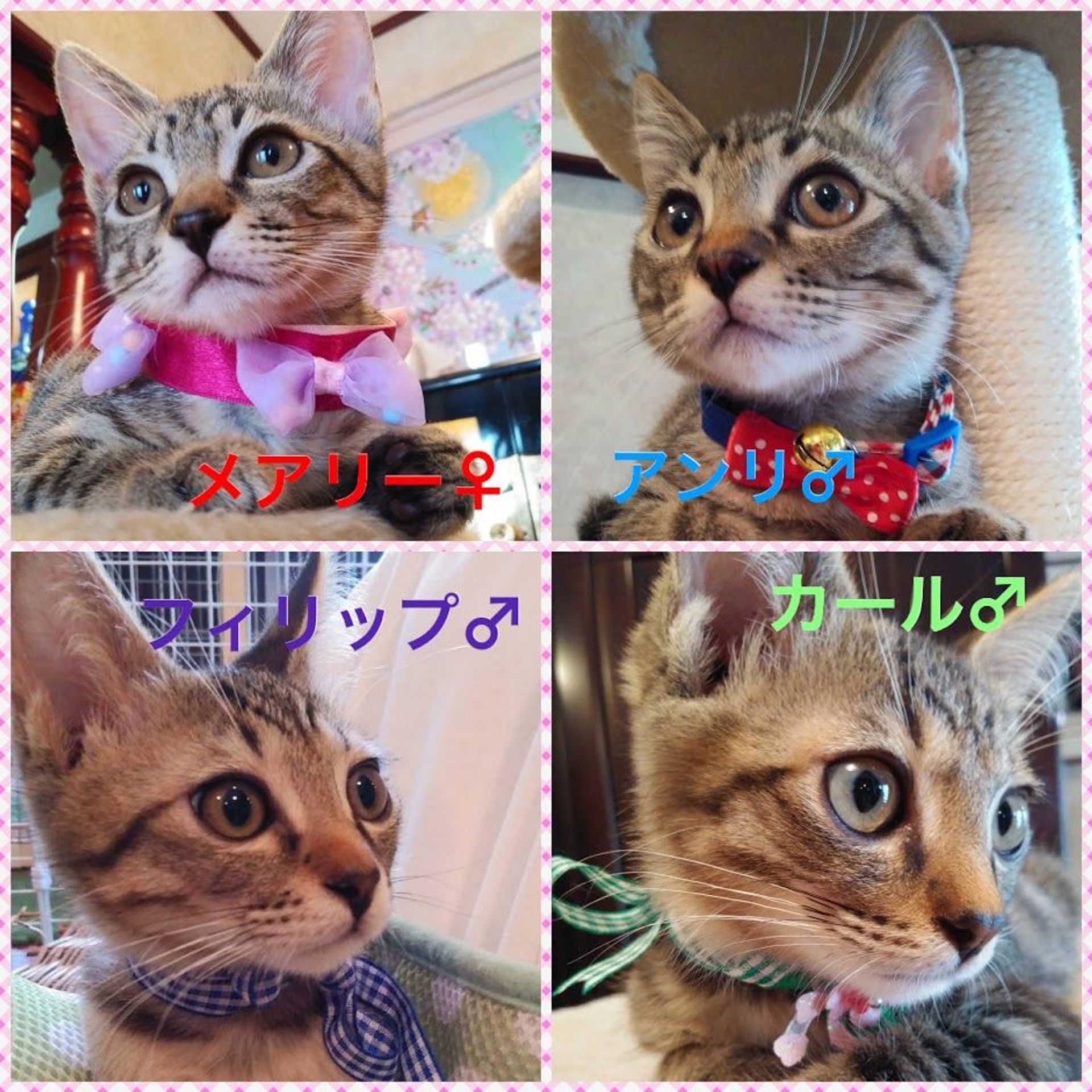 雑種（ミックス猫）・オスの里親募集の写真