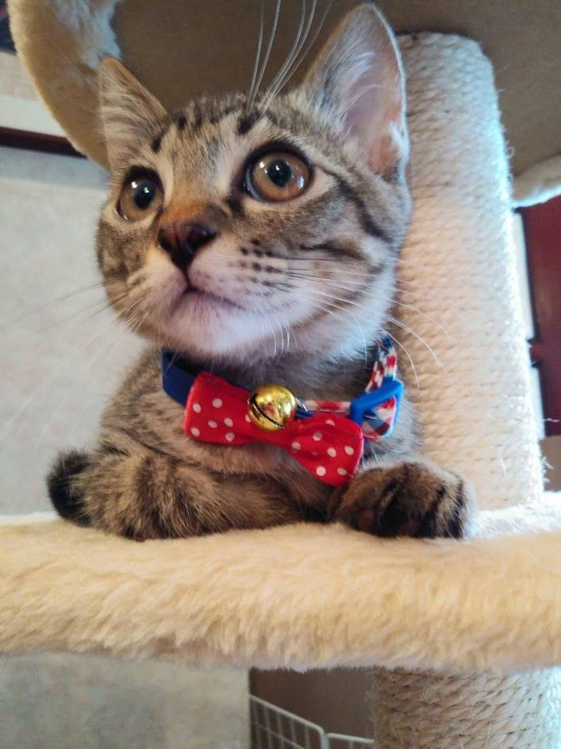 pet-image-3