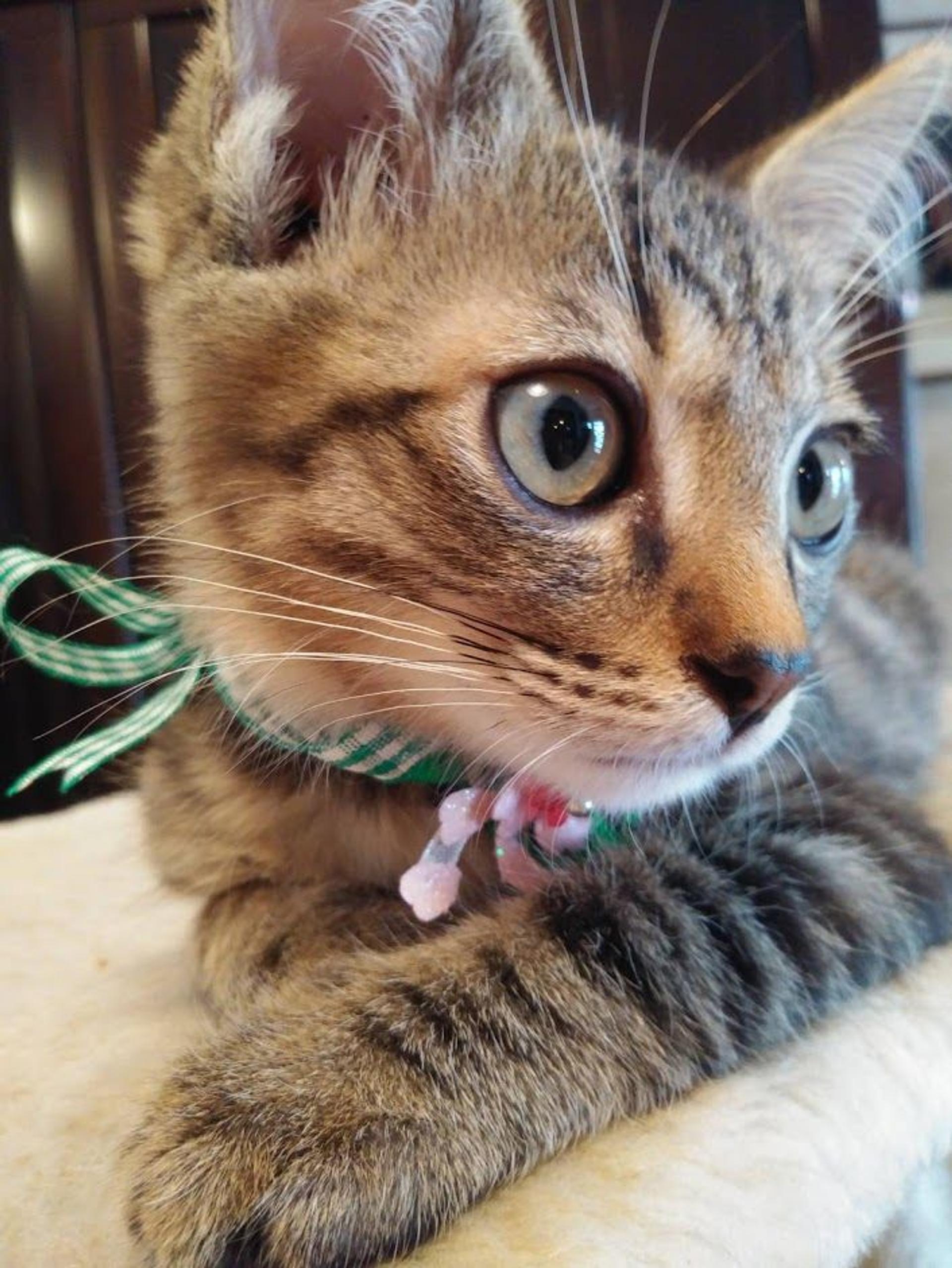 pet-image-4