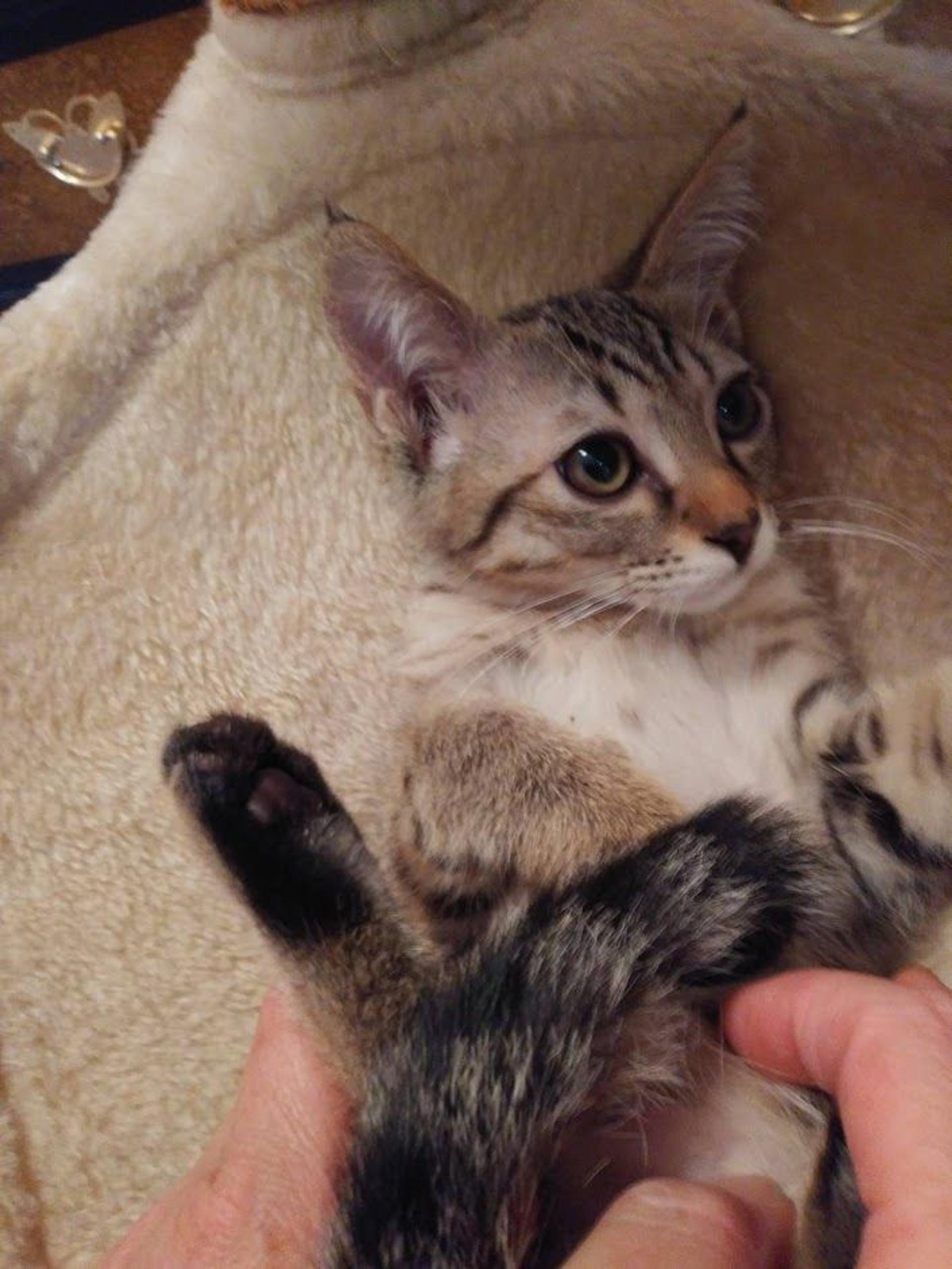 pet-image-5