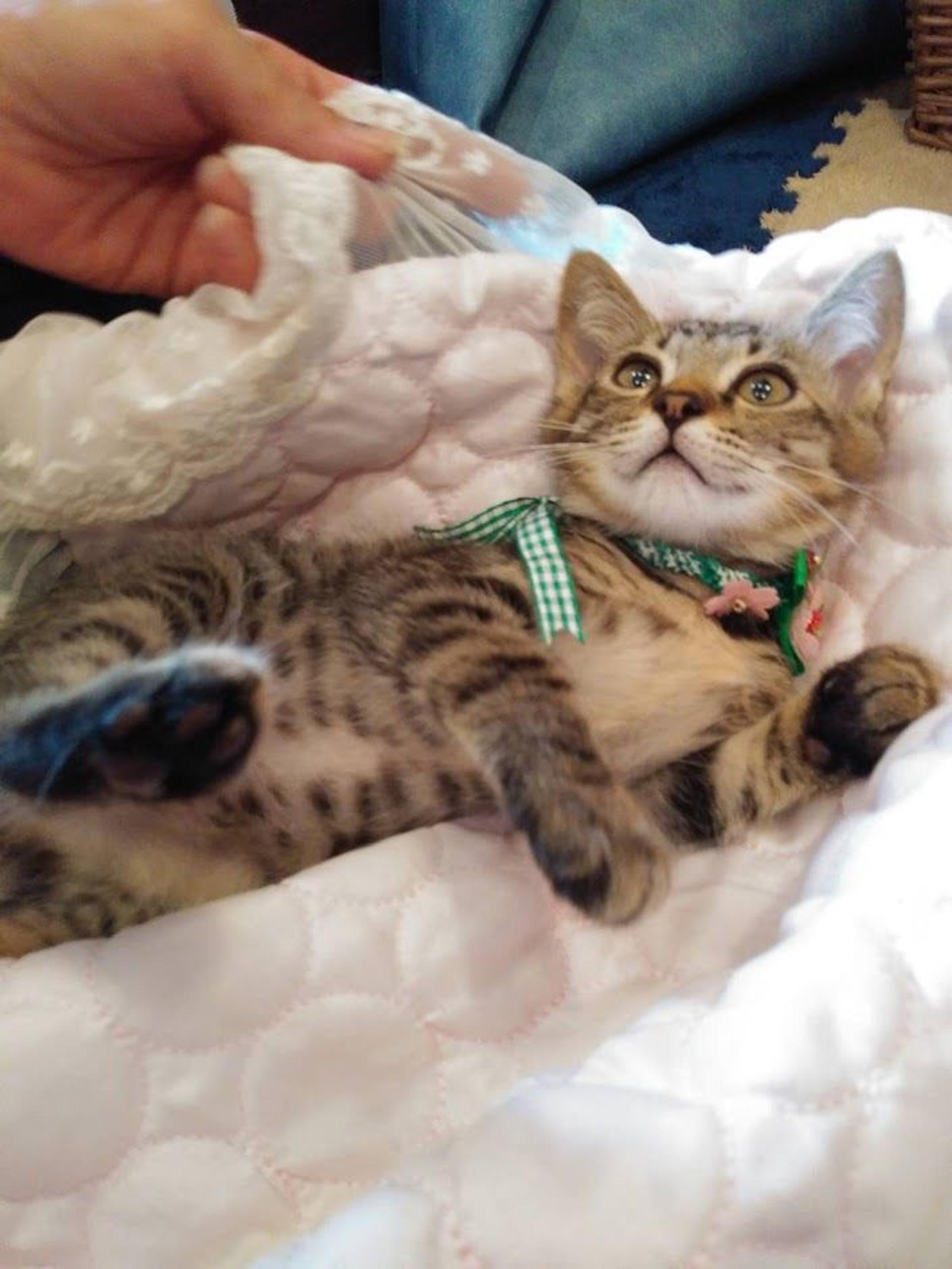 pet-image-8