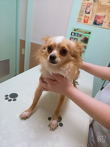 ごぼうちゃんの写真