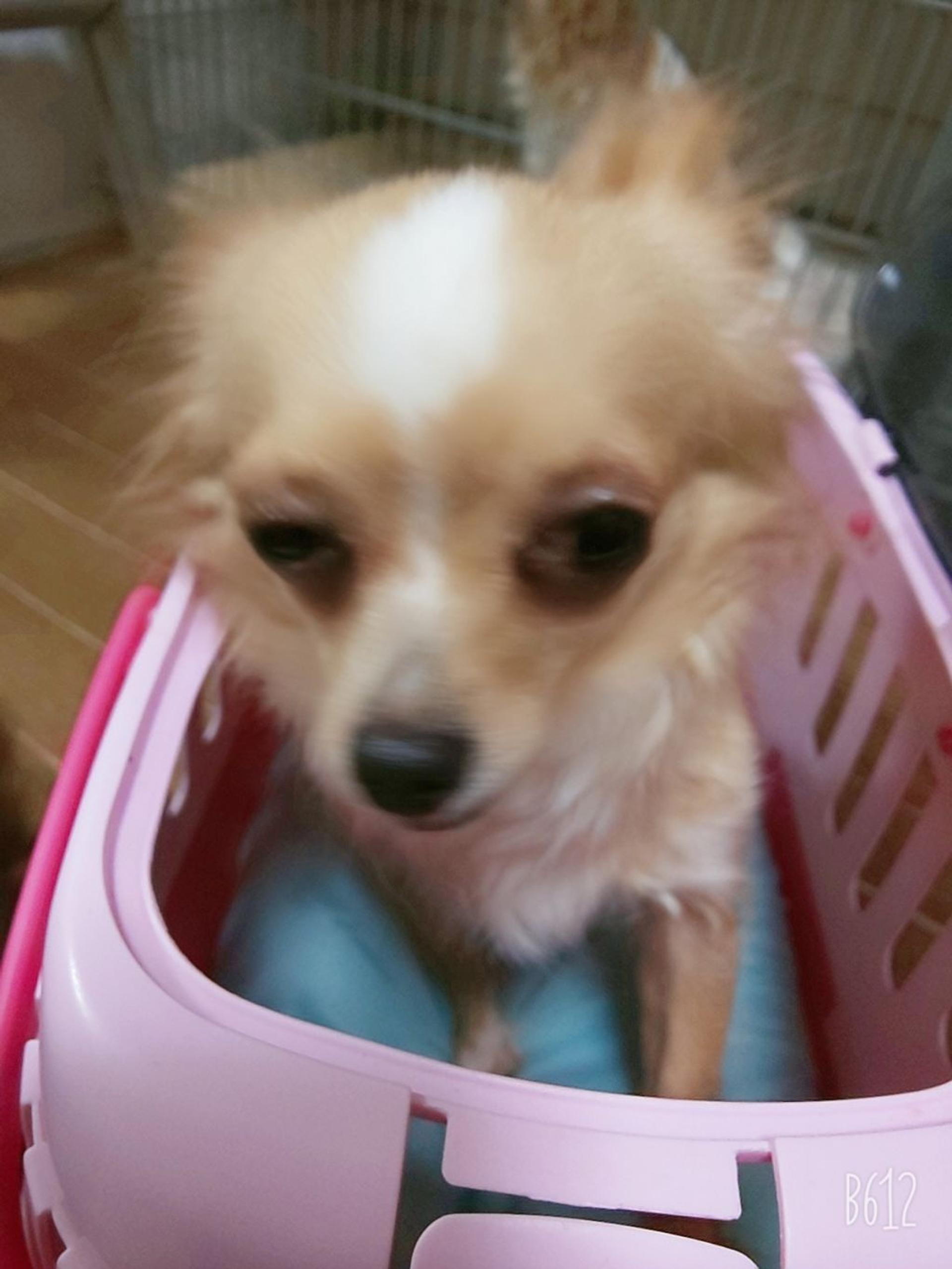 pet-image-2
