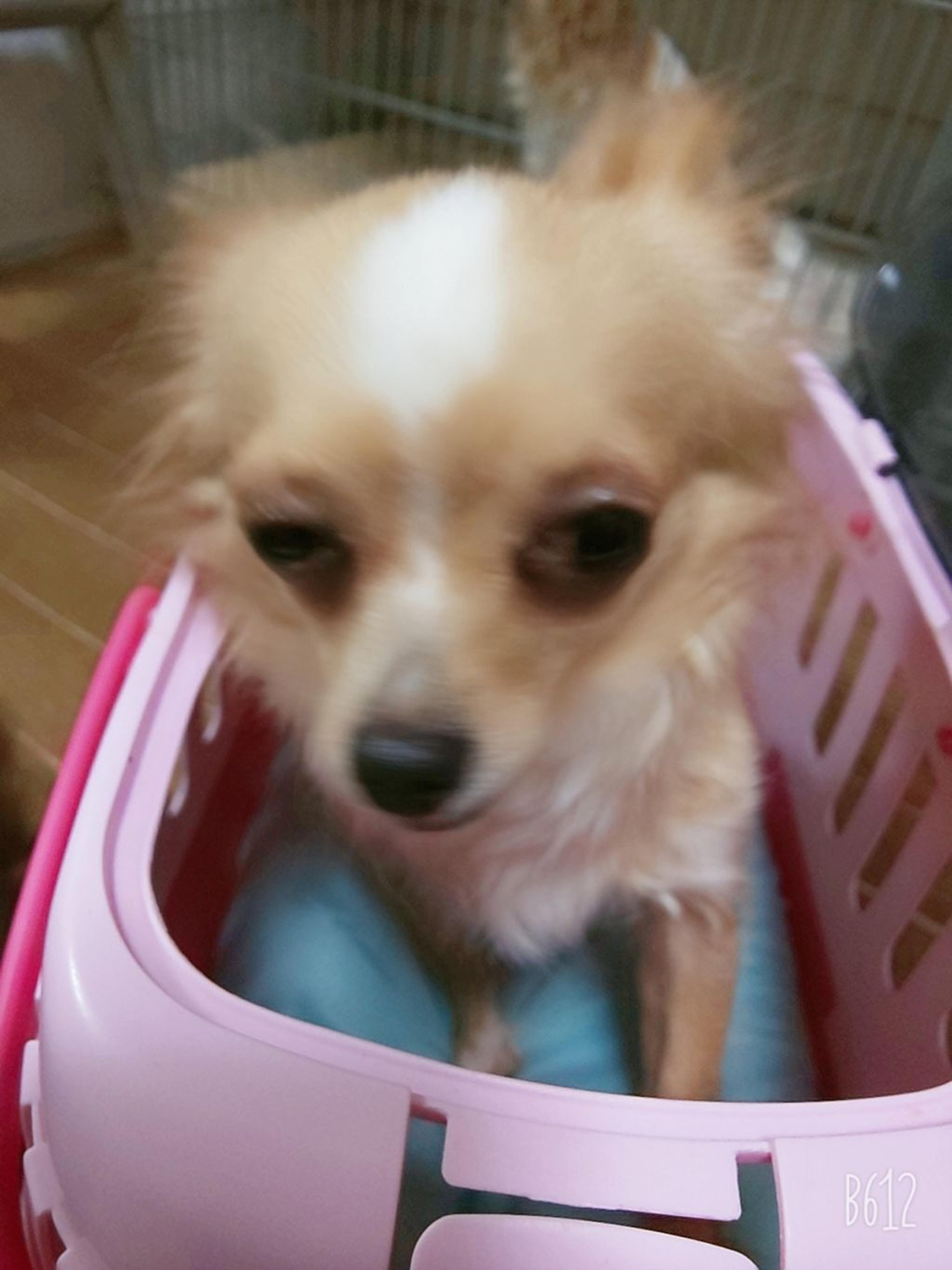 pet-image-2