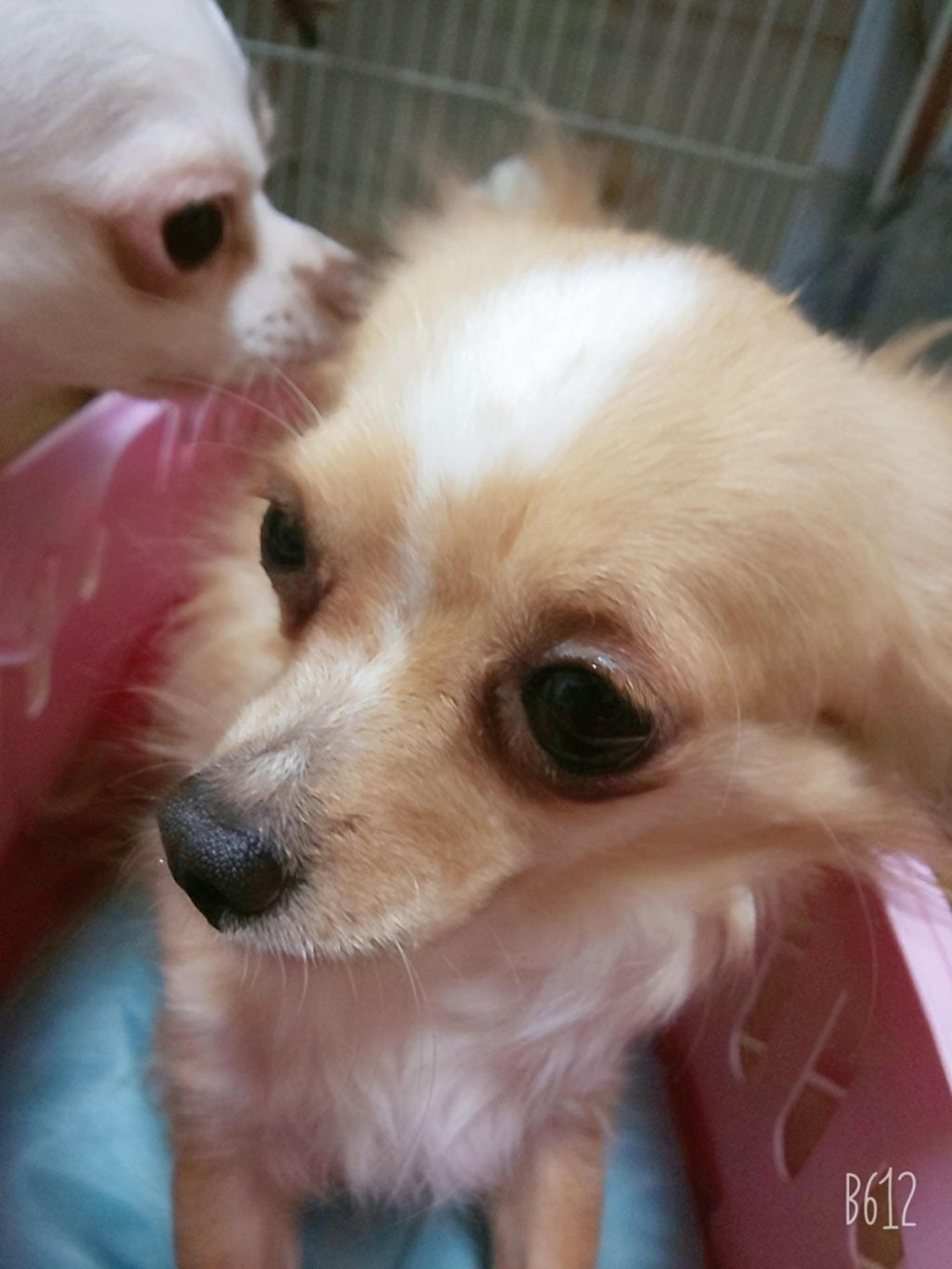 pet-image-3