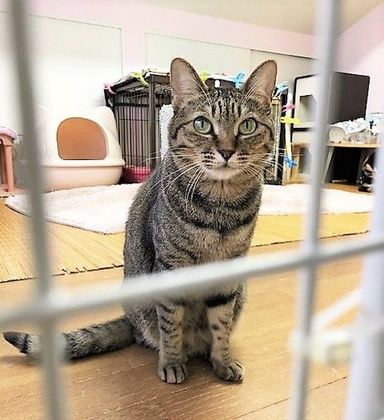 ストラ