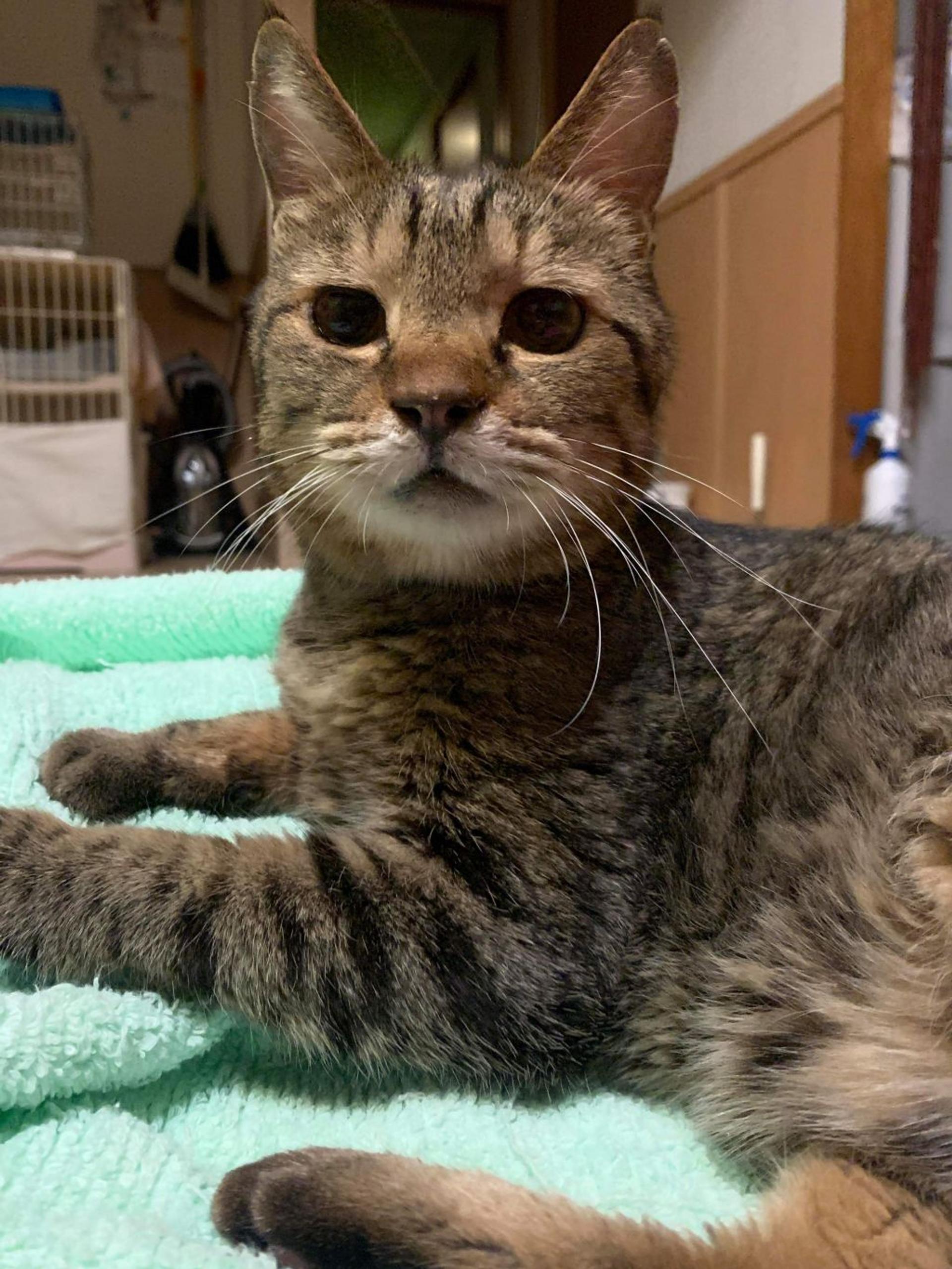 pet-image-2