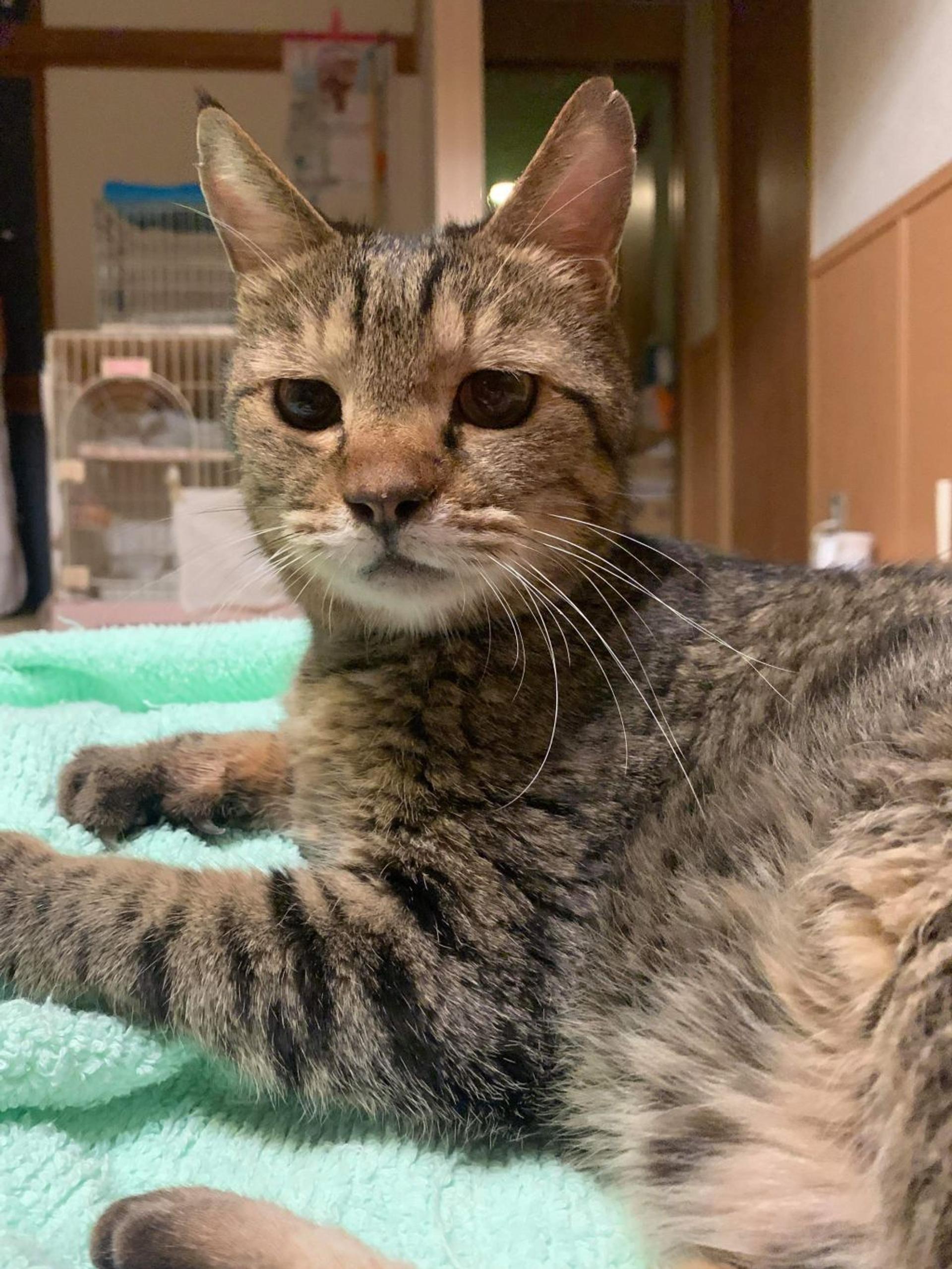 pet-image-4