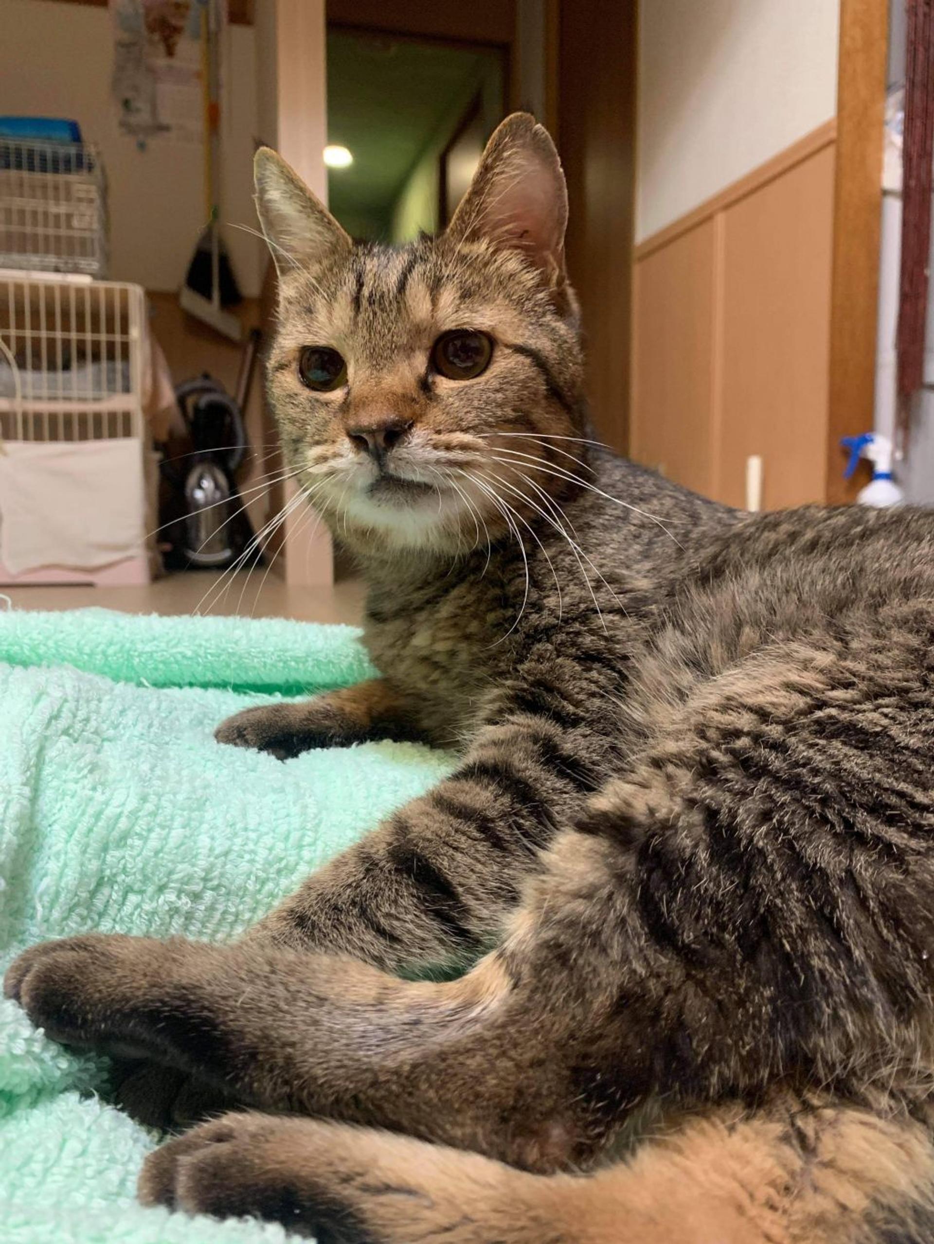 pet-image-6