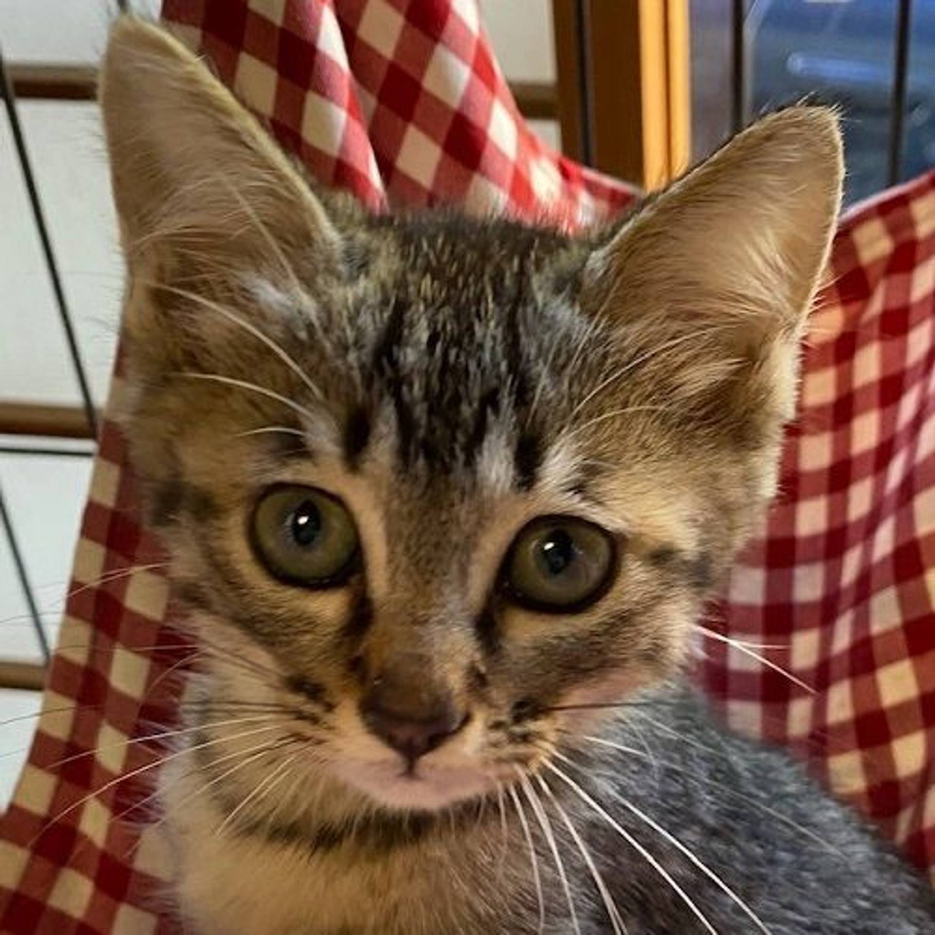 雑種（ミックス猫）・メスの里親募集の写真