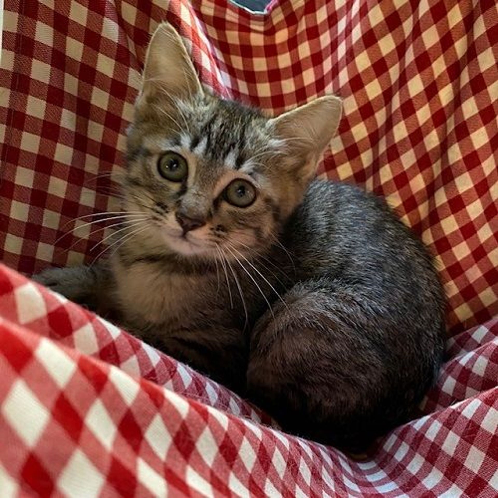 雑種（ミックス猫）・メスの里親募集の写真