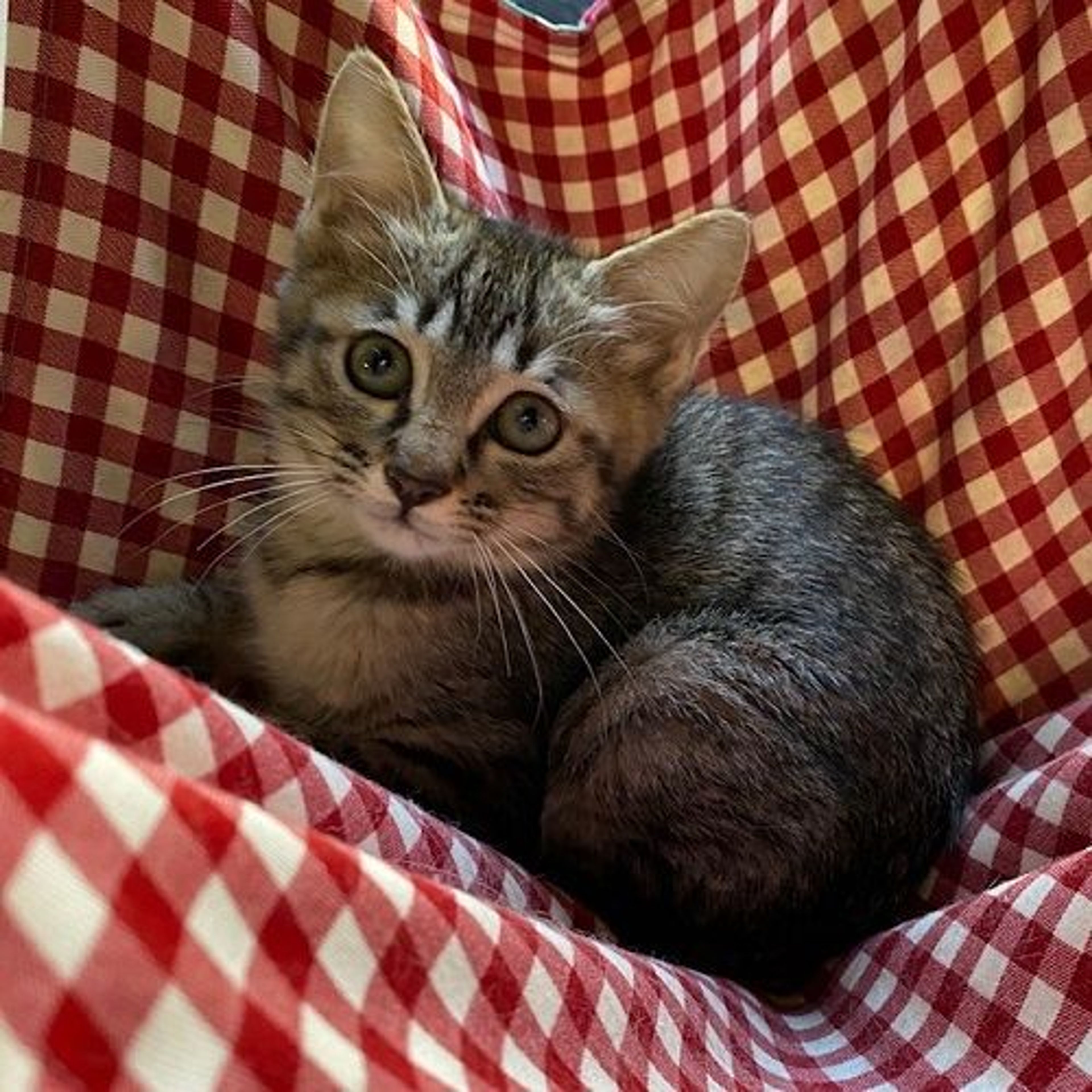 雑種（ミックス猫）・メスの里親募集の写真