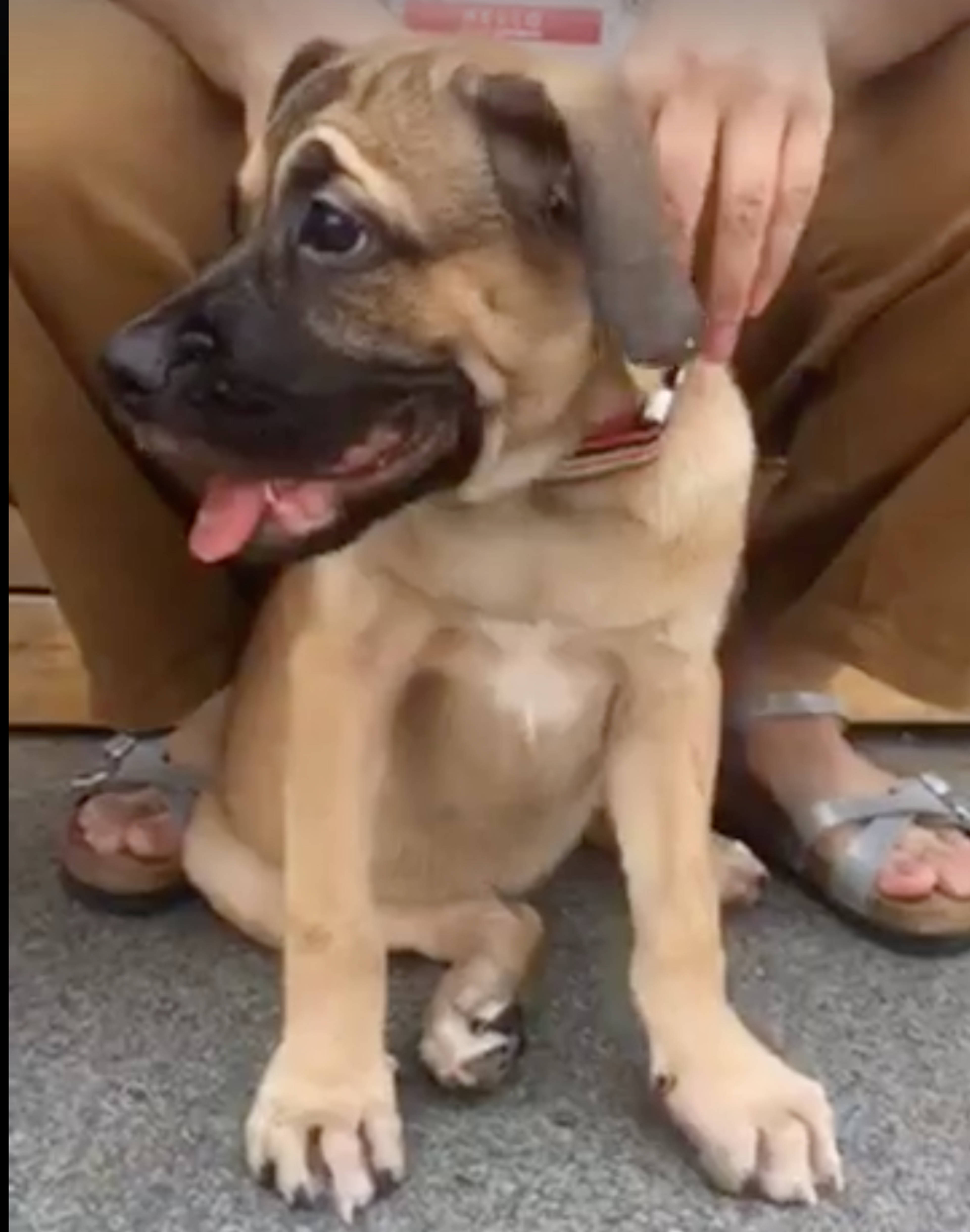 雑種（ミックス犬）・メスの里親募集の写真