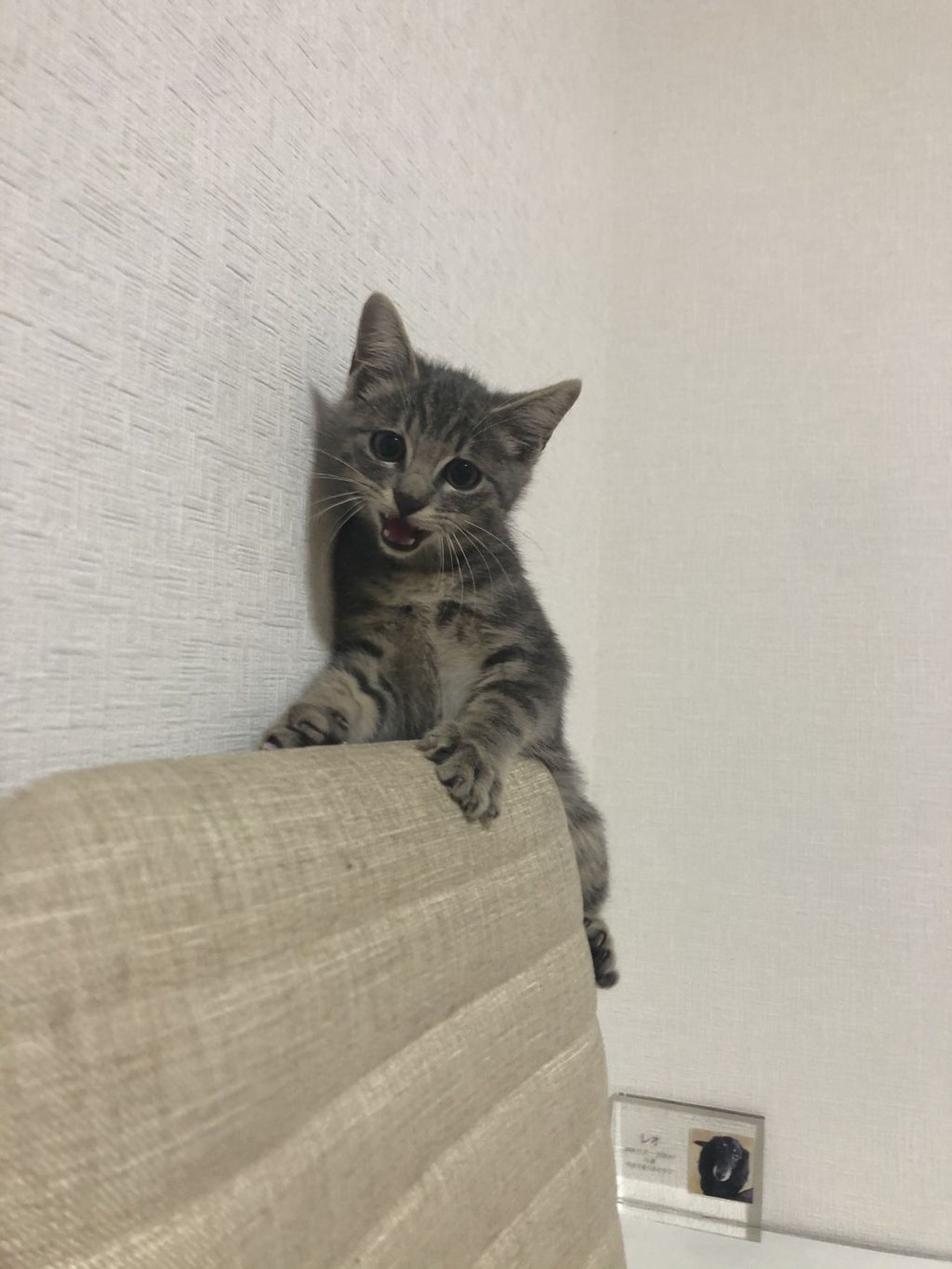 雑種（ミックス猫）・オスの里親募集の写真