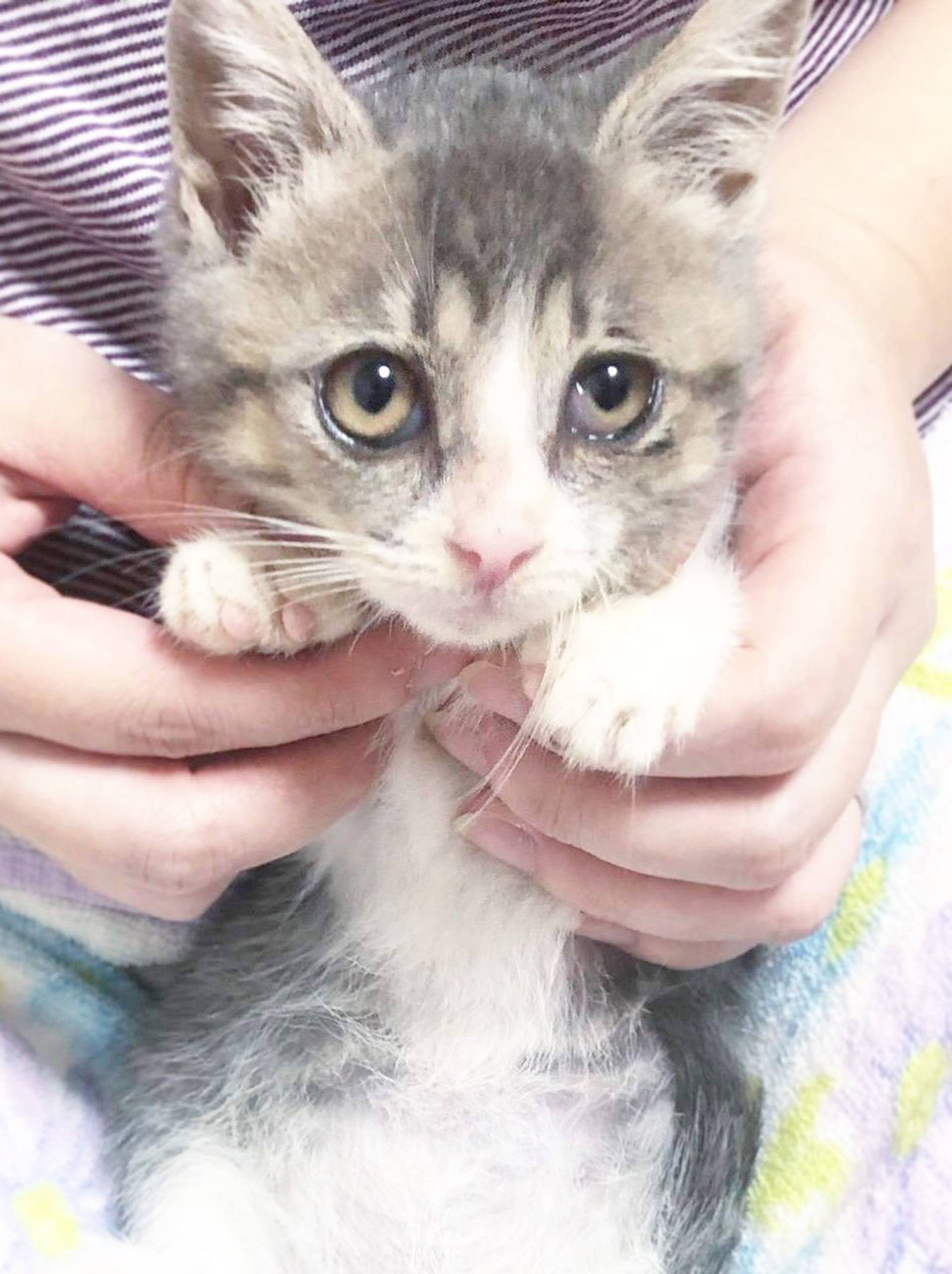 雑種（ミックス猫）・オスの里親募集の写真