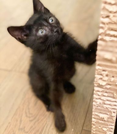 性格抜群甘ったれな黒ねこチャン