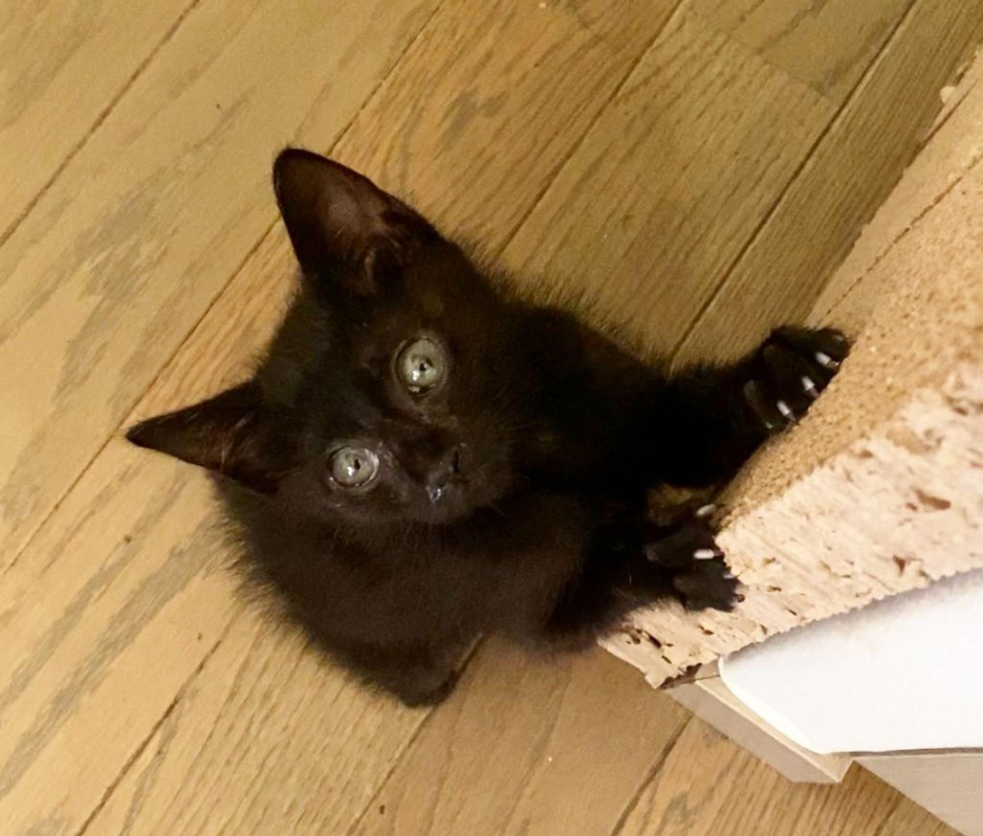 pet-image-4