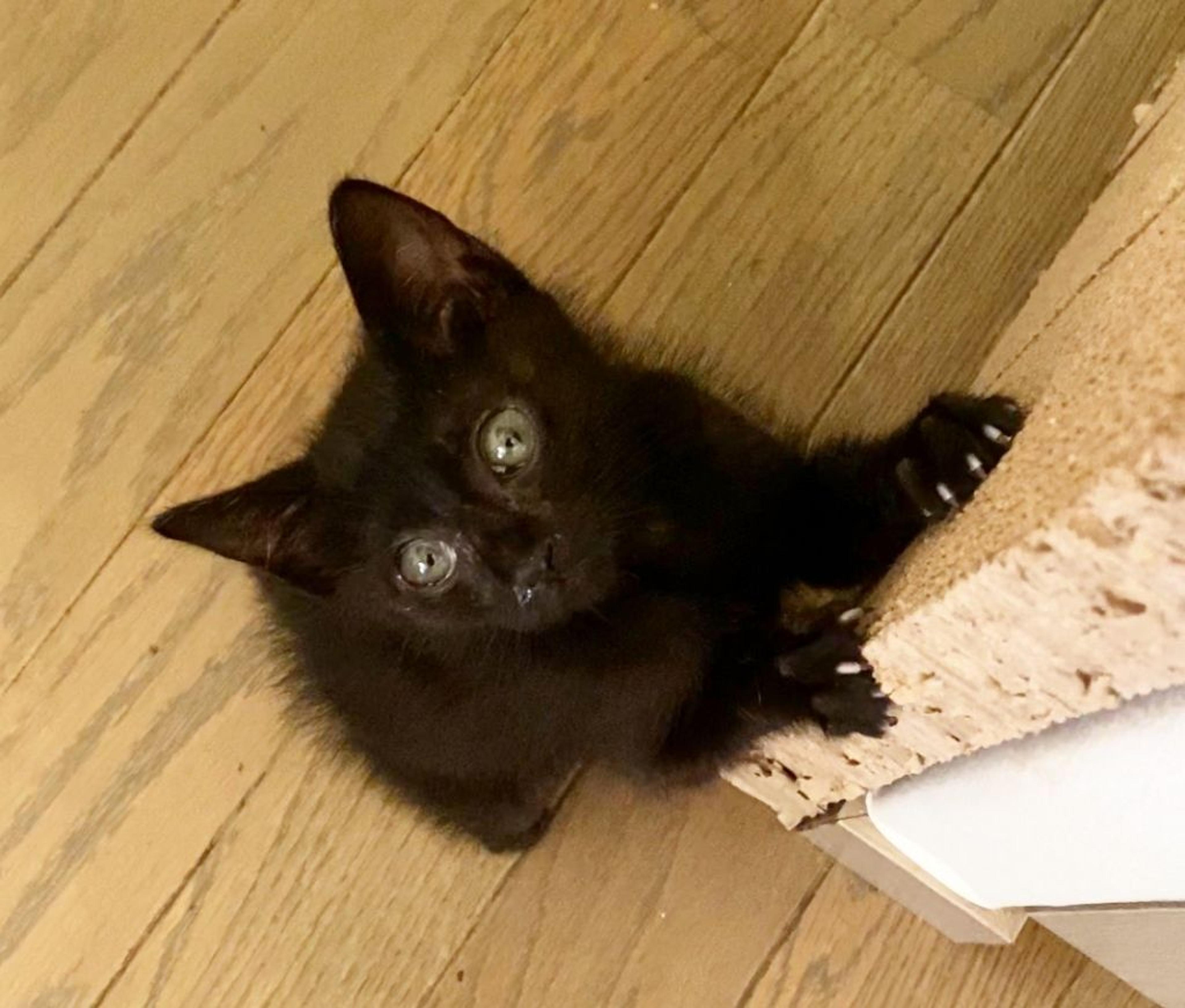 pet-image-4