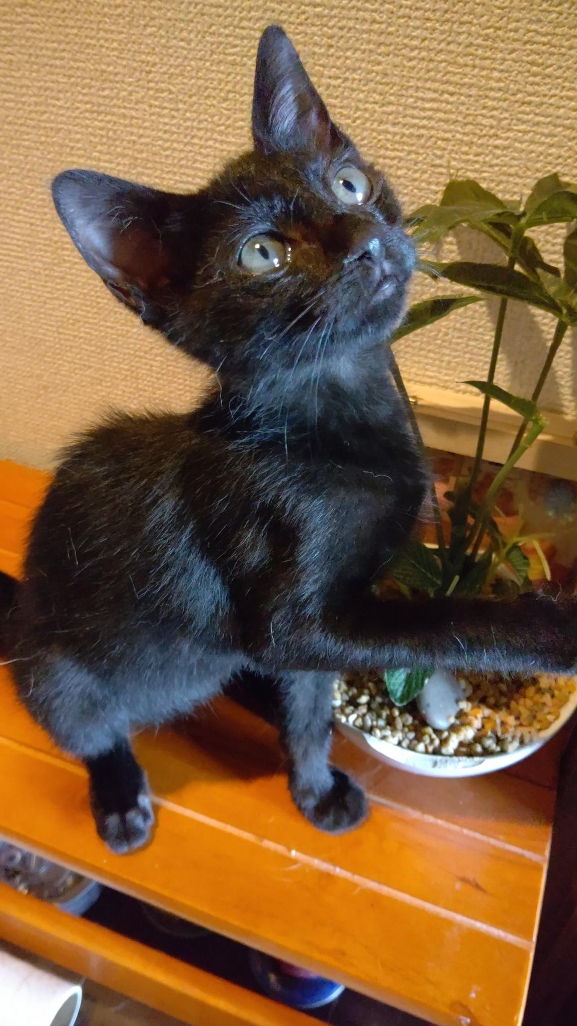 pet-image-2