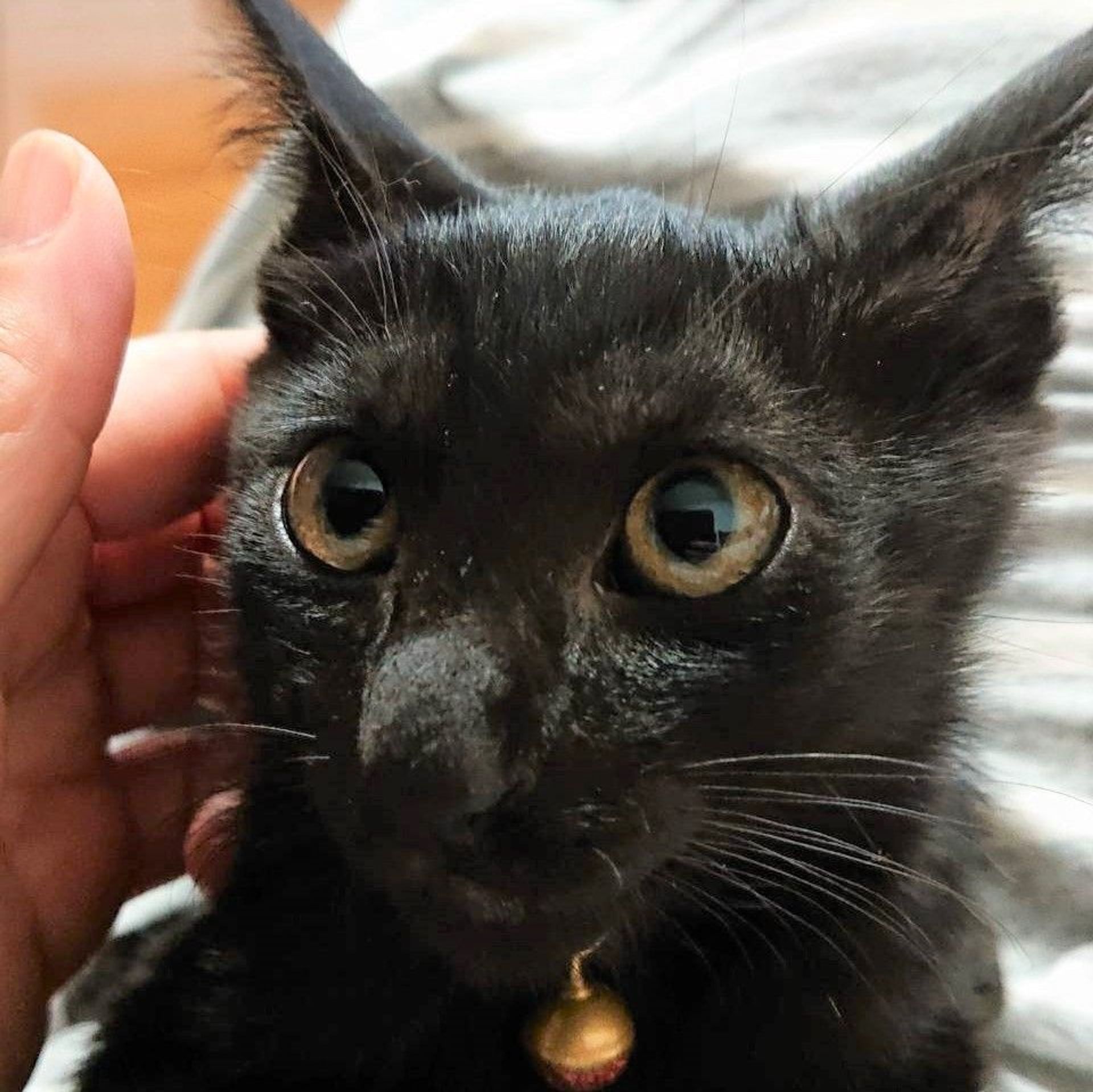 雑種（ミックス猫）・オスの里親募集の写真