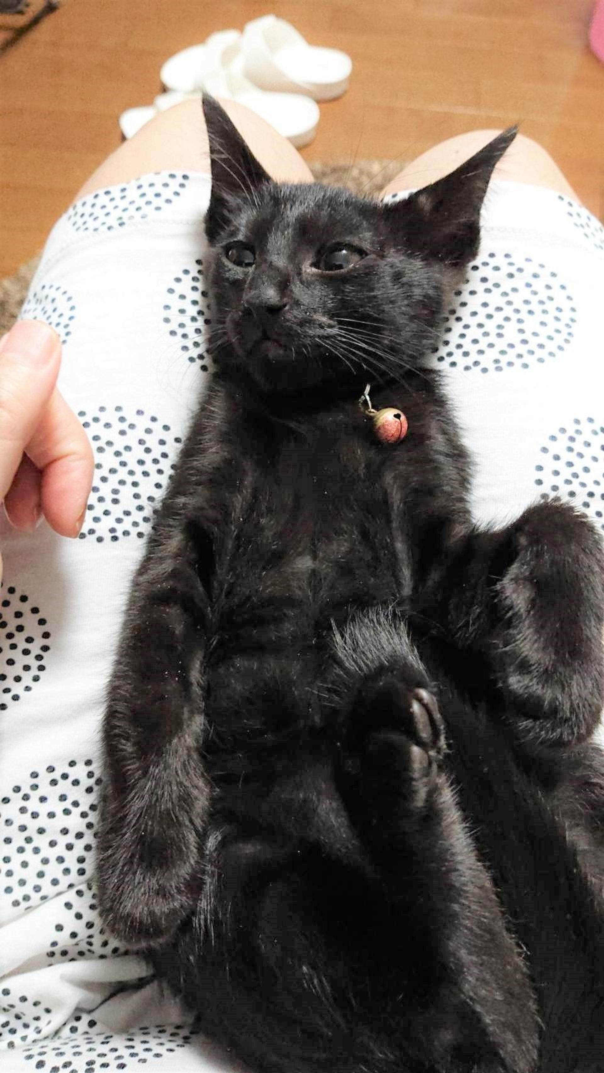 pet-image-3