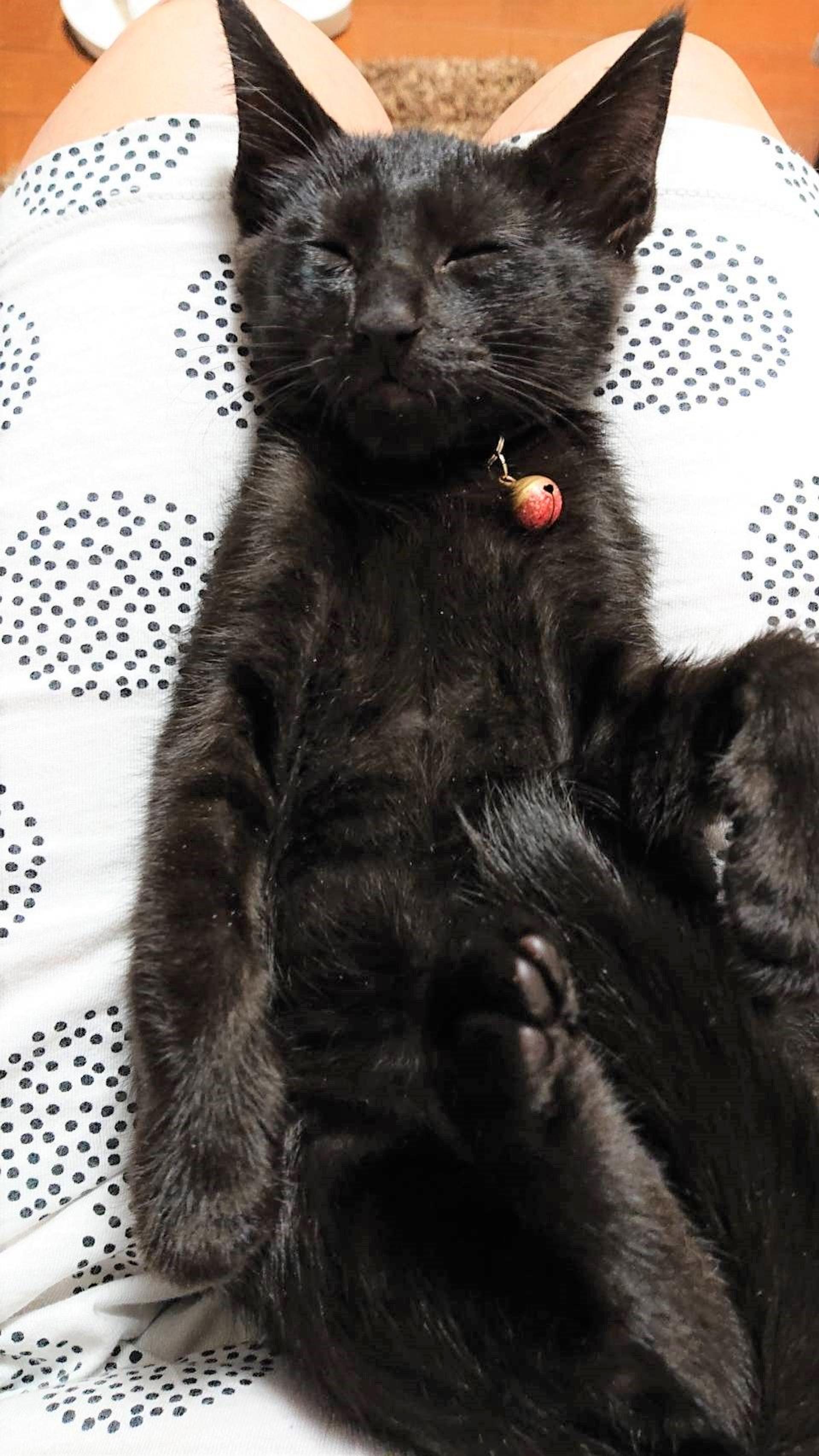 pet-image-4