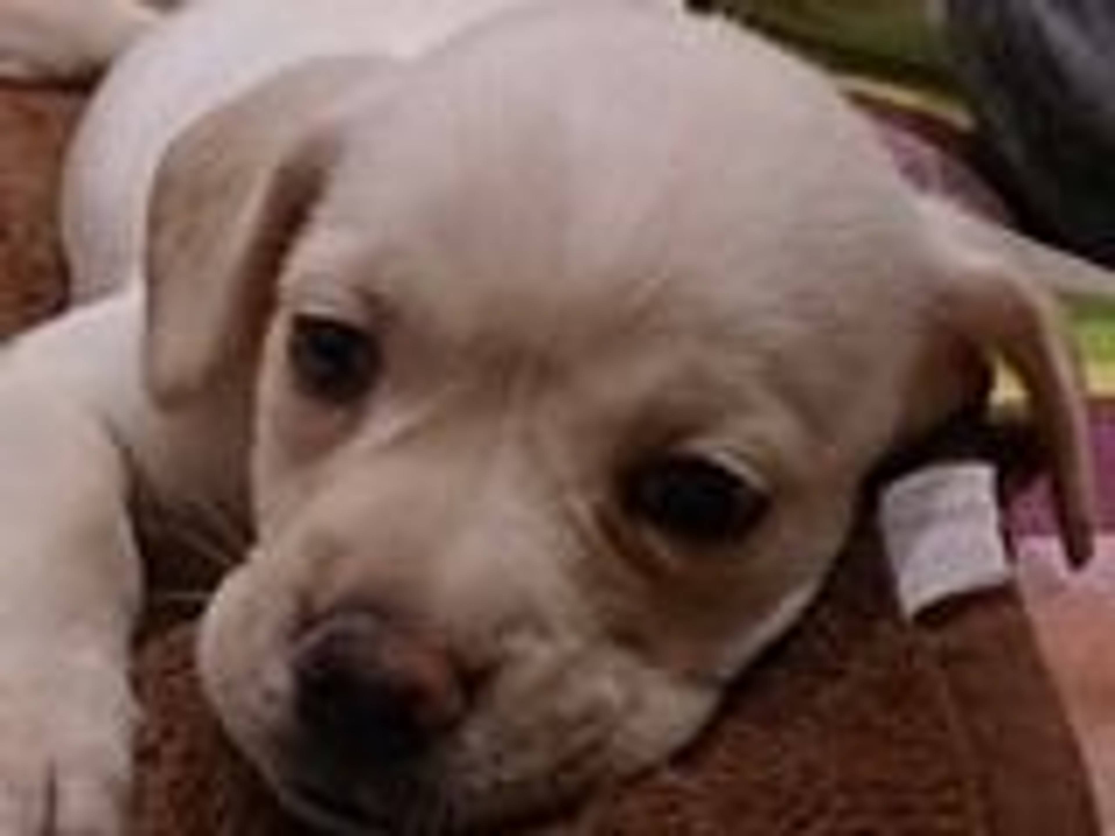 雑種（ミックス犬）・メスの里親募集の写真
