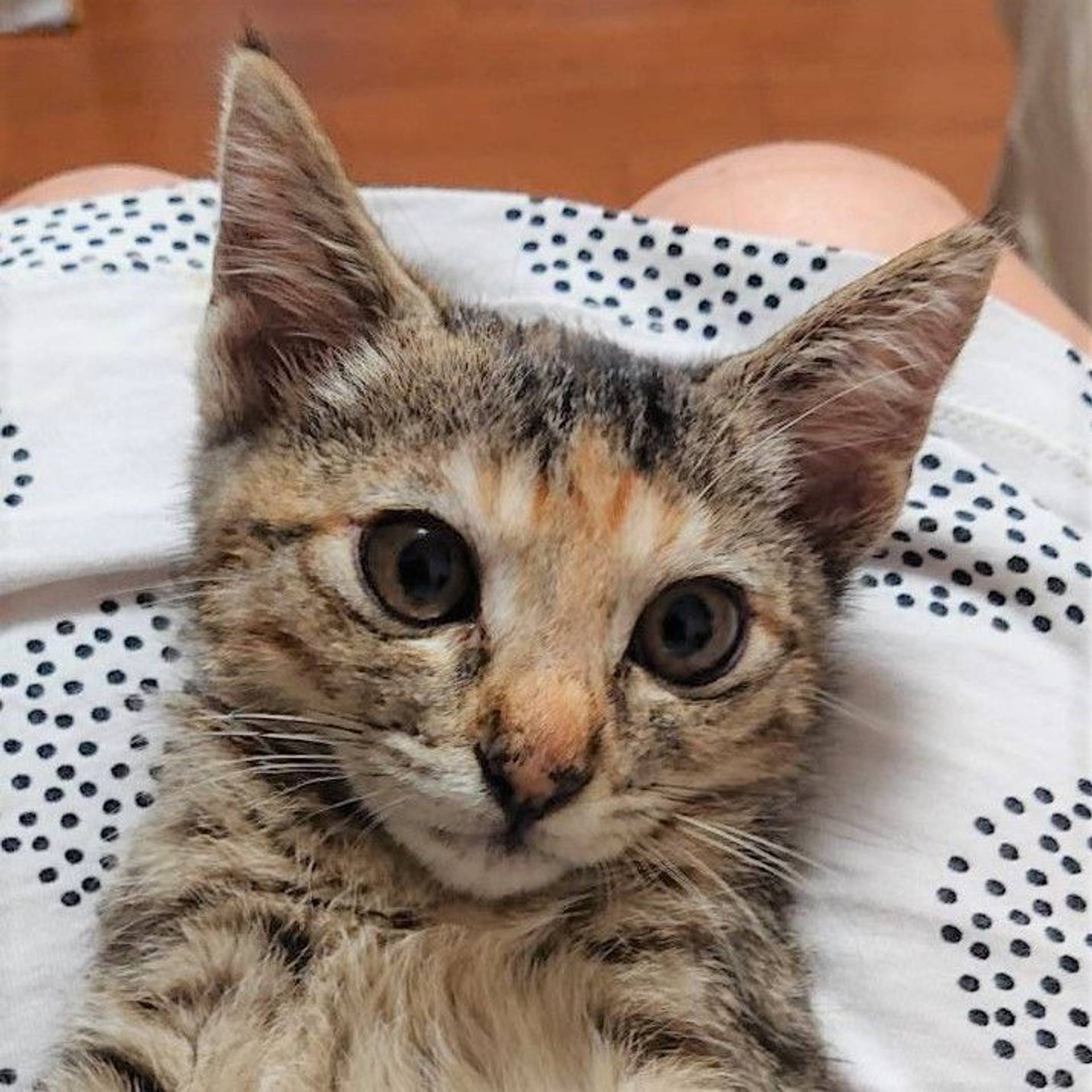雑種（ミックス猫）・メスの里親募集の写真