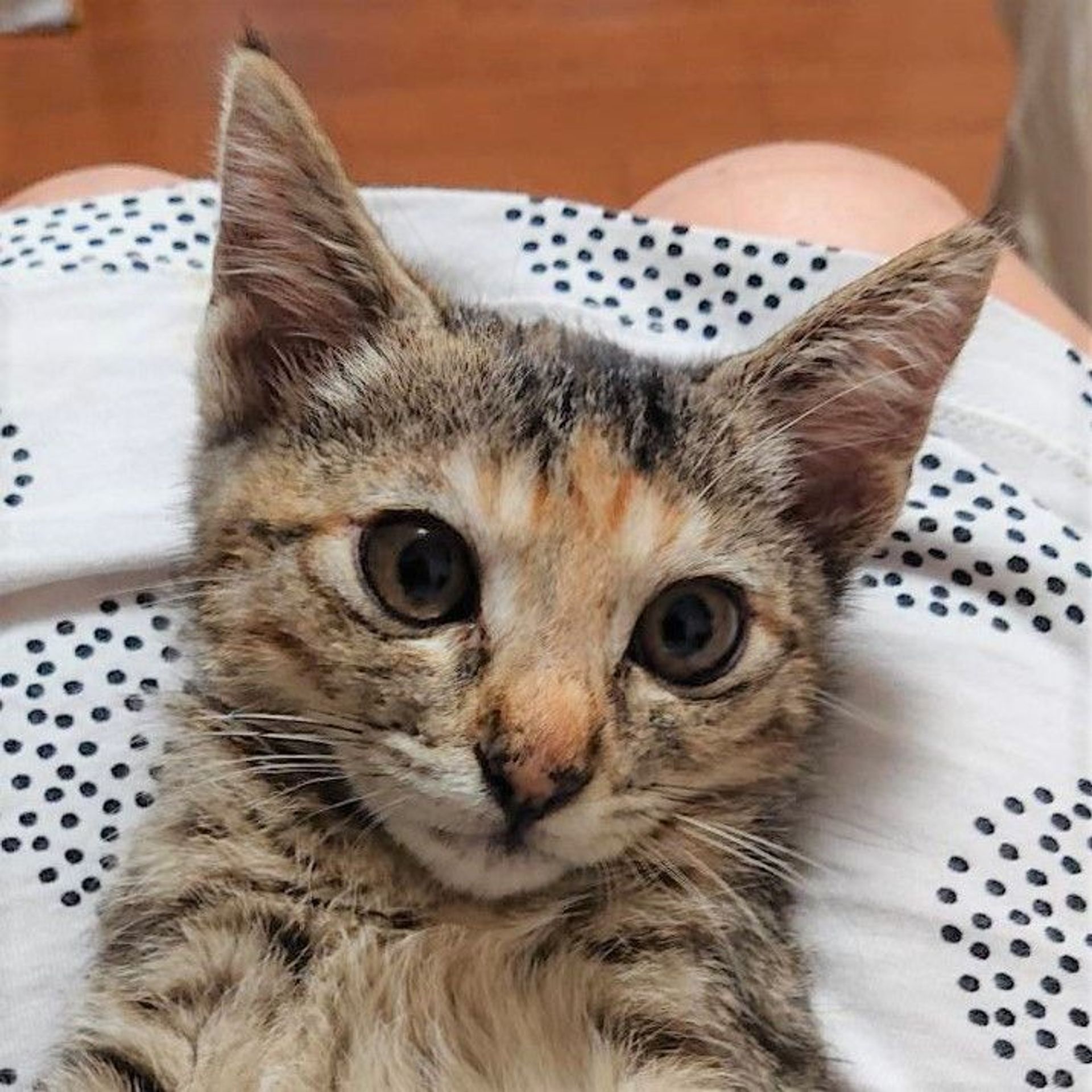 雑種（ミックス猫）・メスの里親募集の写真