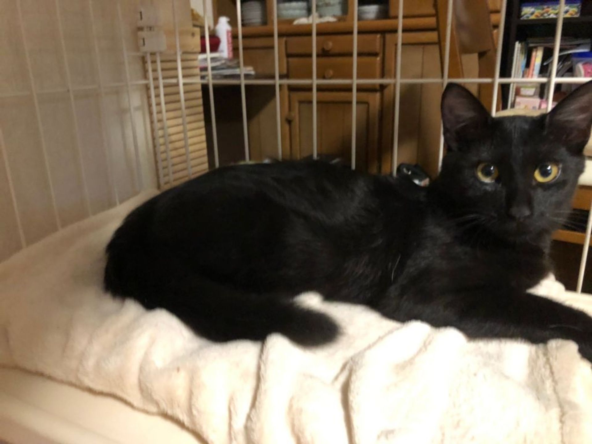 雑種（ミックス猫）・オスの里親募集の写真