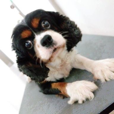 パパイヤの写真