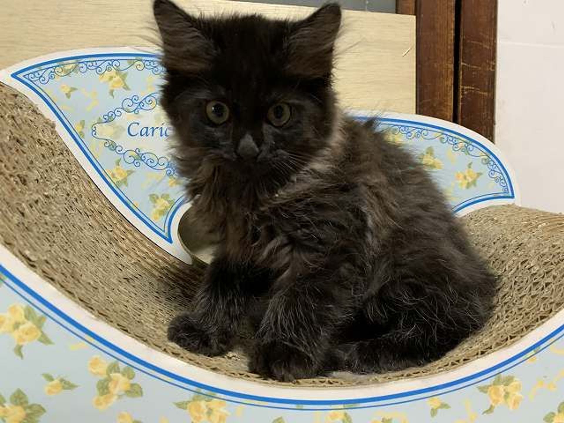 雑種（ミックス猫）・オスの里親募集の写真