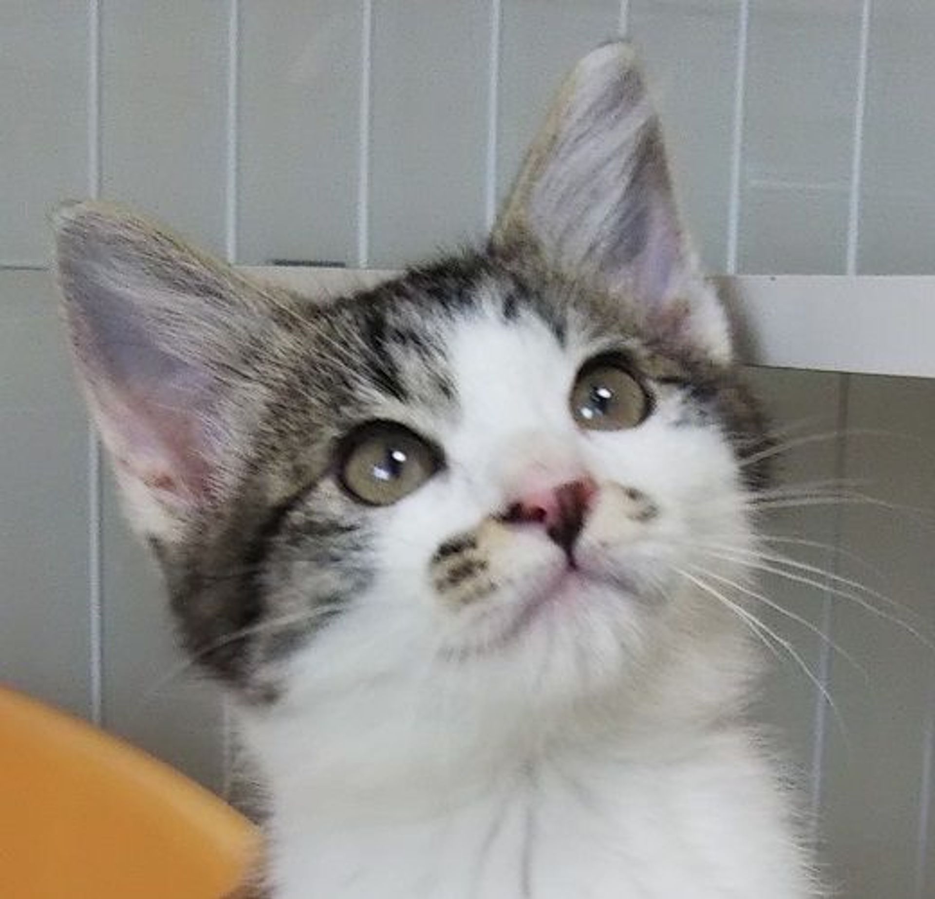 雑種（ミックス猫）・オスの里親募集の写真
