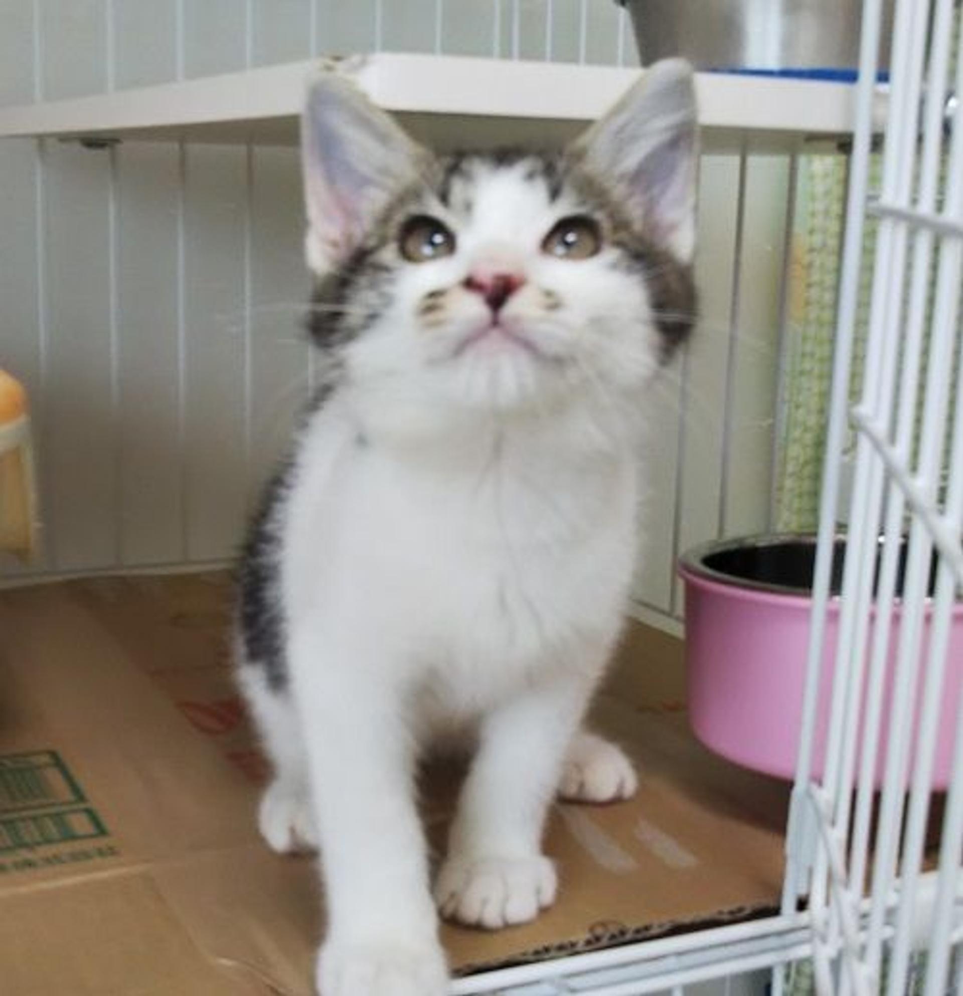 pet-image-2