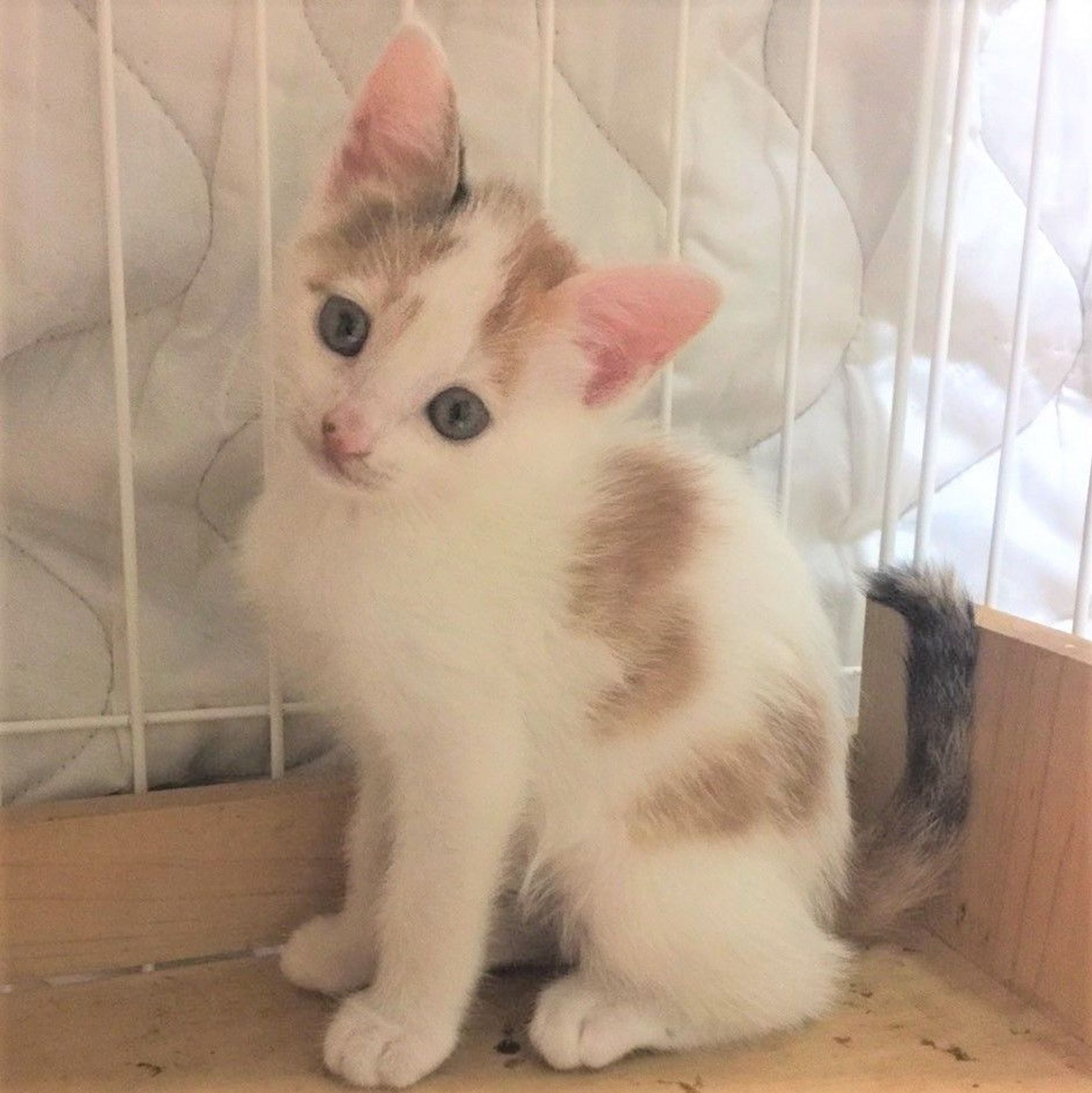 雑種（ミックス猫）・メスの里親募集の写真
