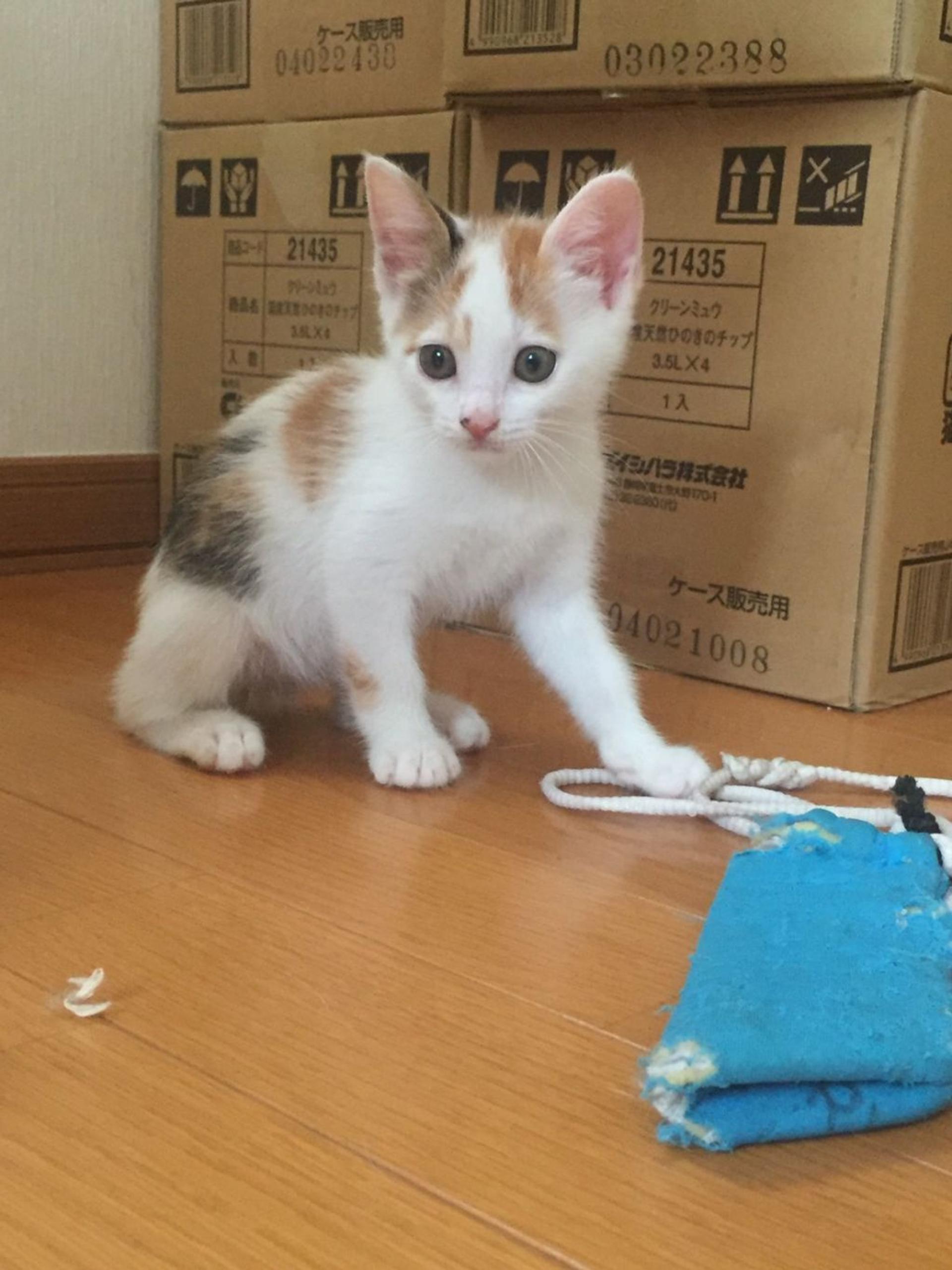 pet-image-2