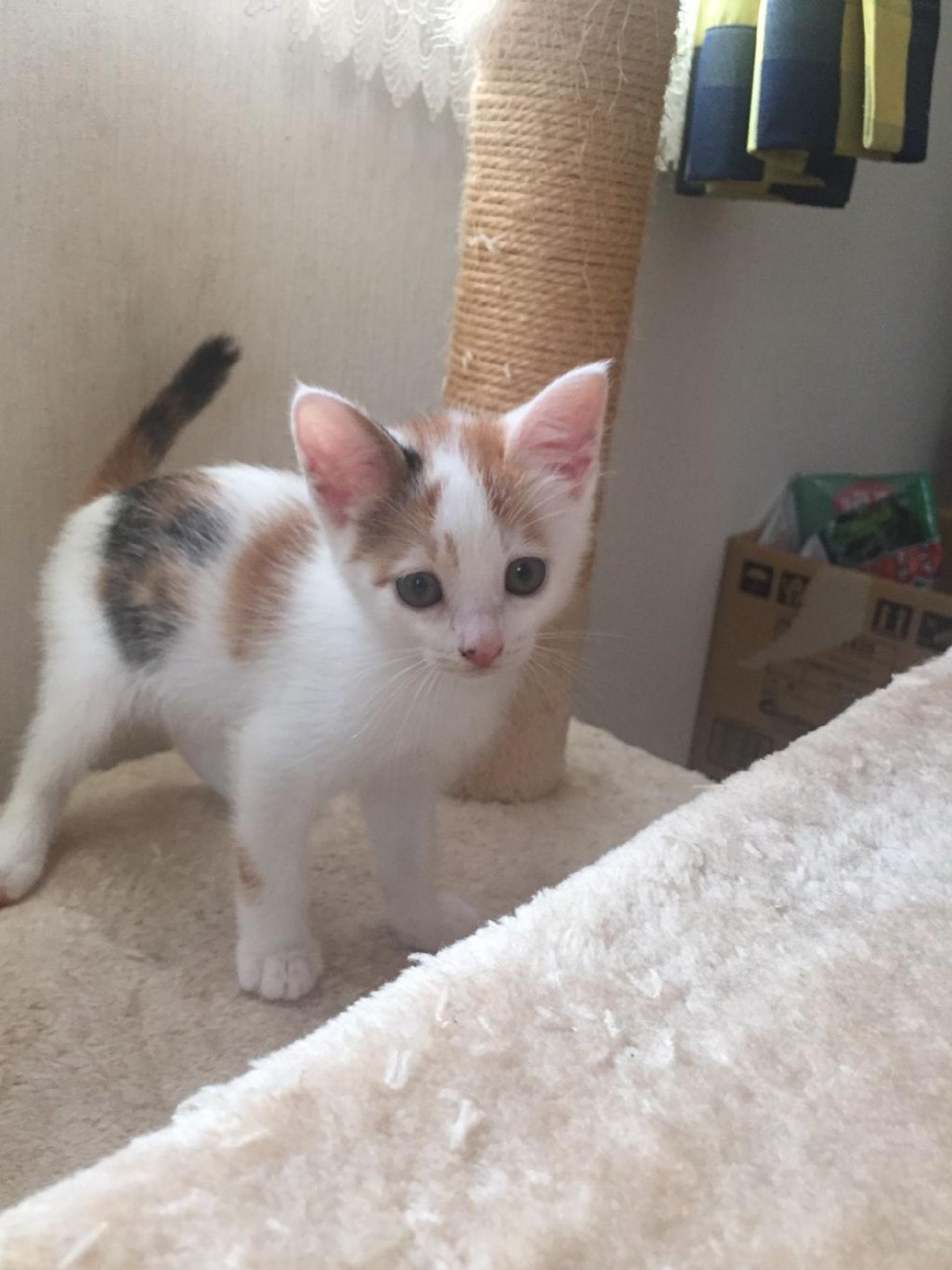 pet-image-3