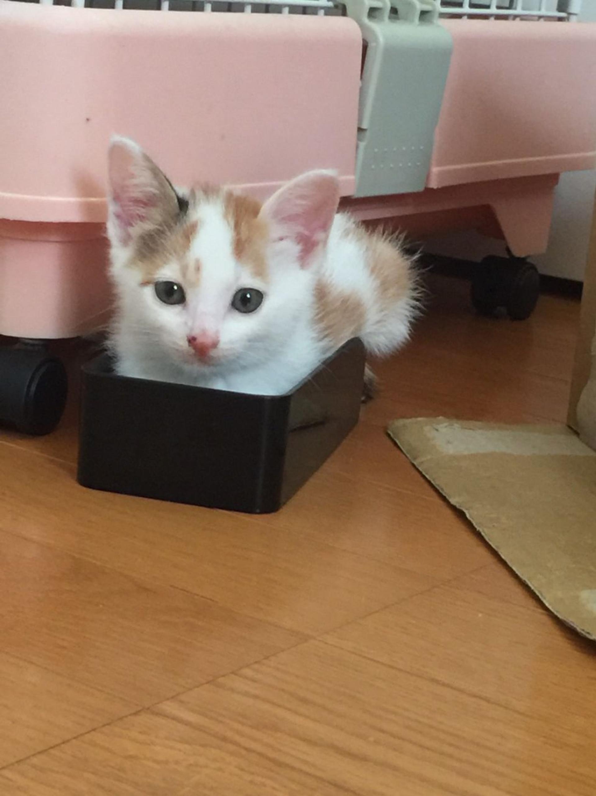 pet-image-4
