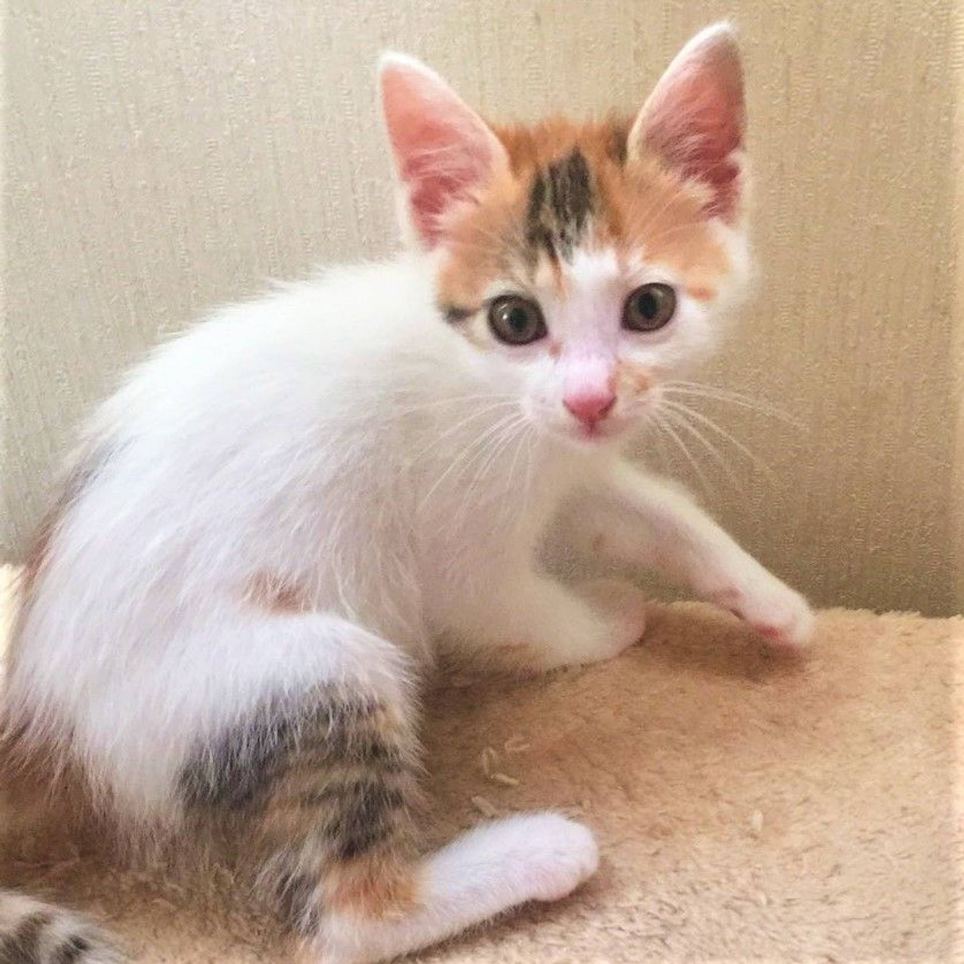 雑種（ミックス猫）・メスの里親募集の写真