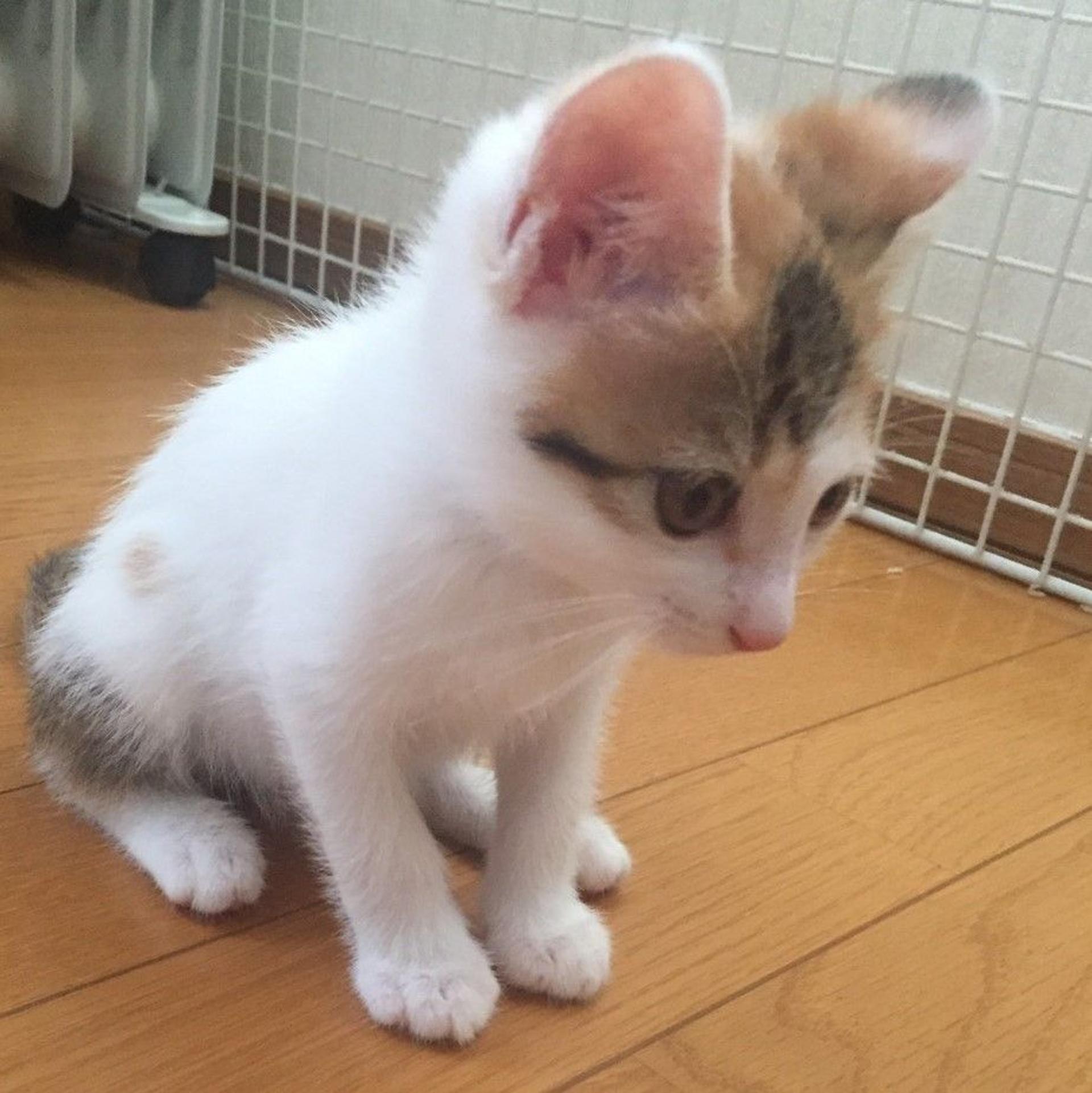 pet-image-4