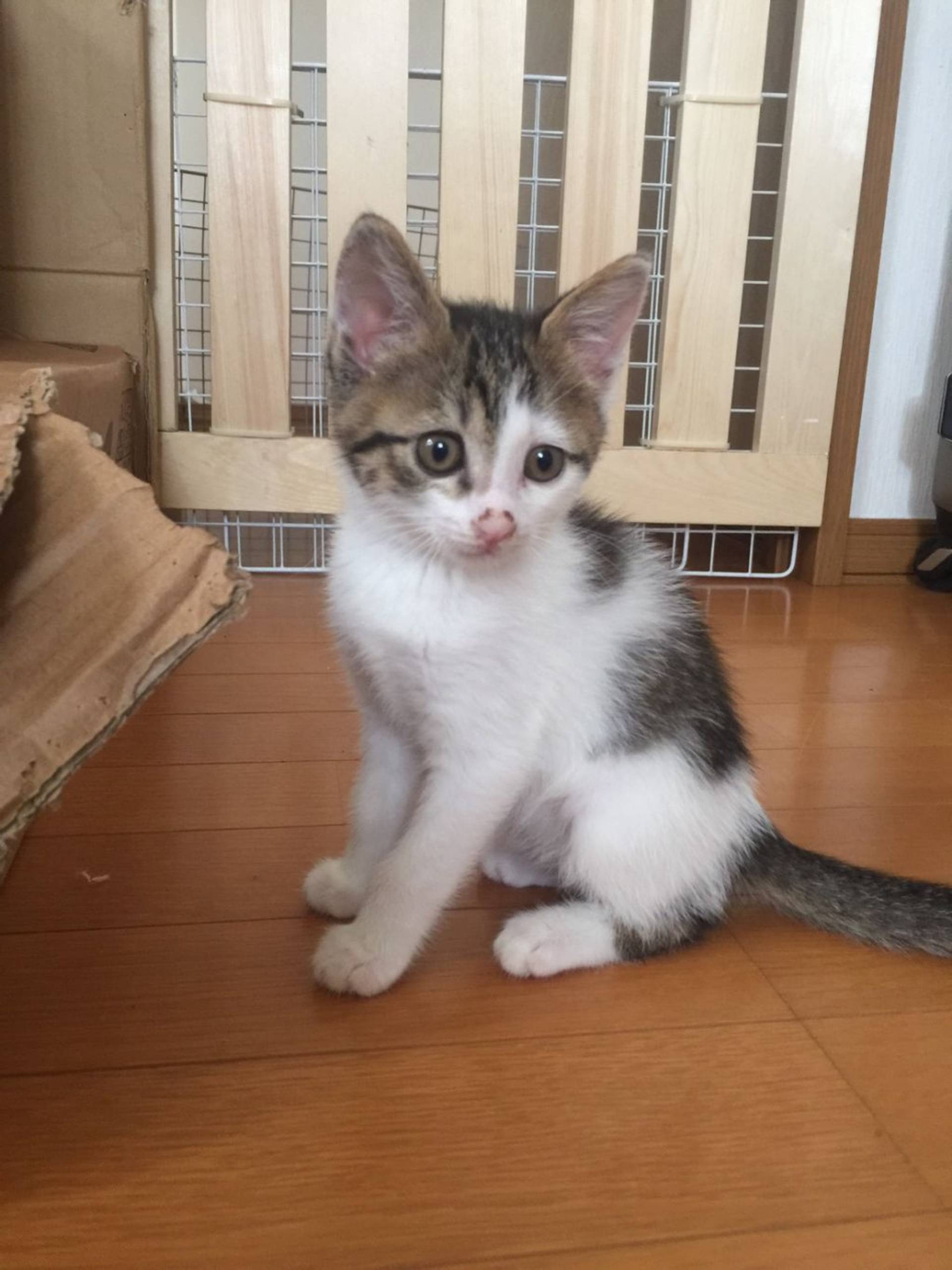 雑種（ミックス猫）・メスの里親募集の写真